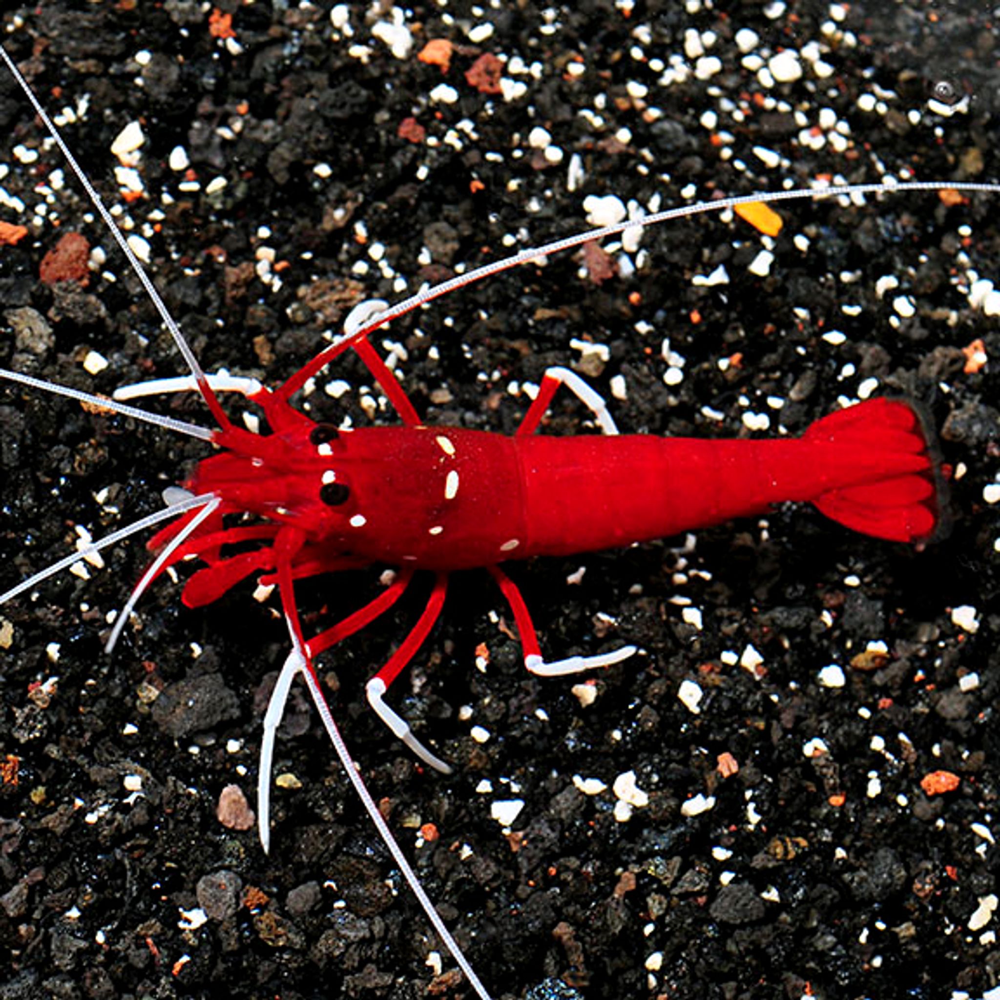 Blood Shrimp aka Fire Shrimp