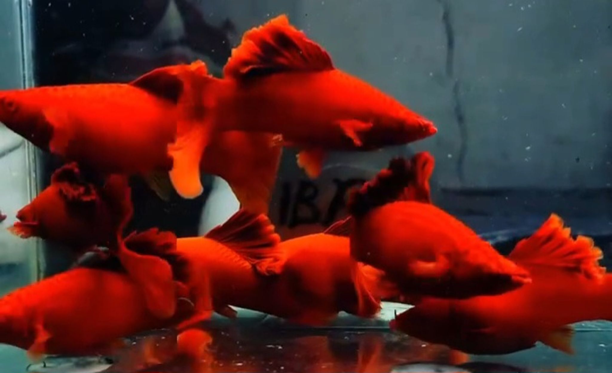 Blood red brocolli sabertail