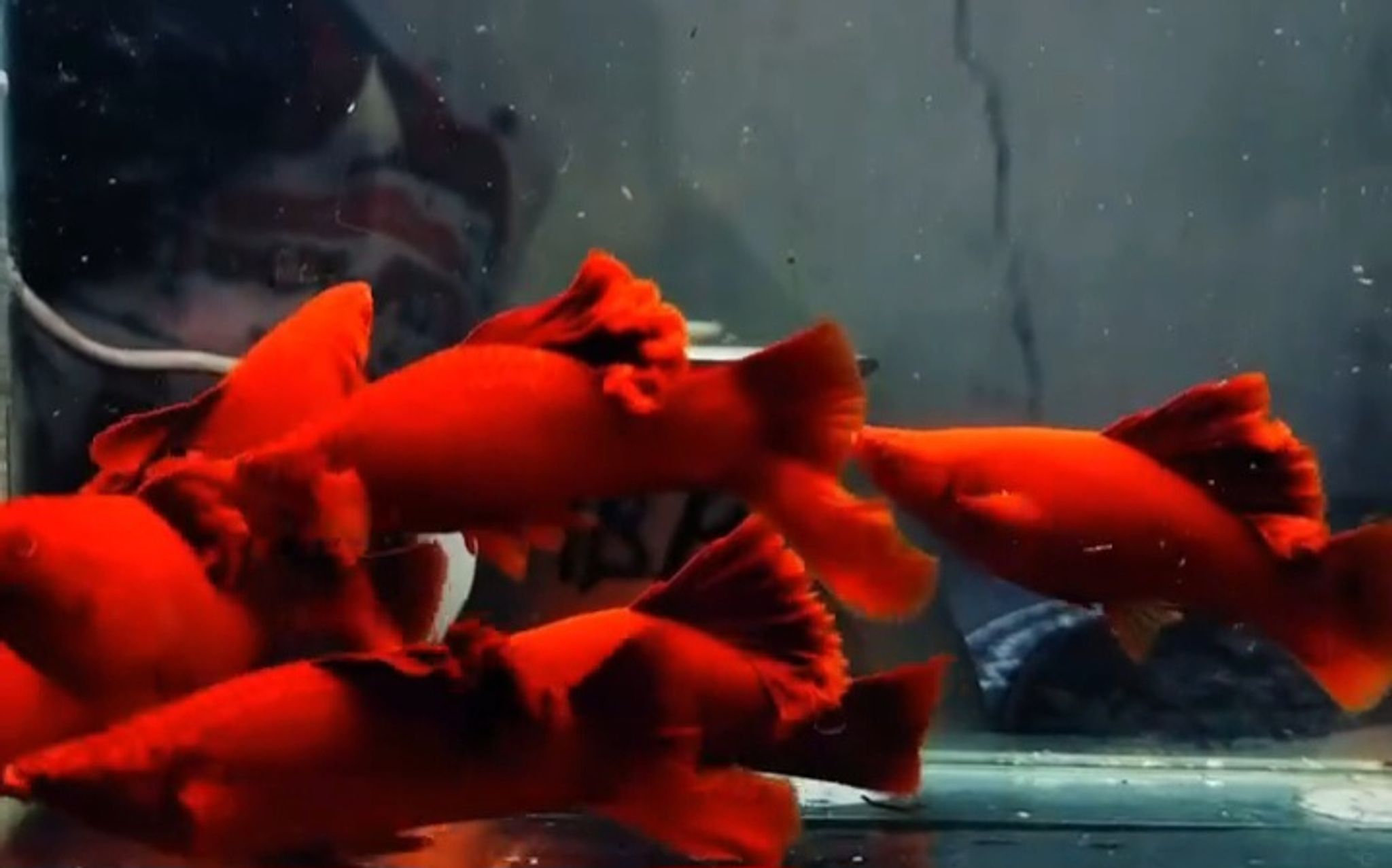 Blood red brocolli sabertail
