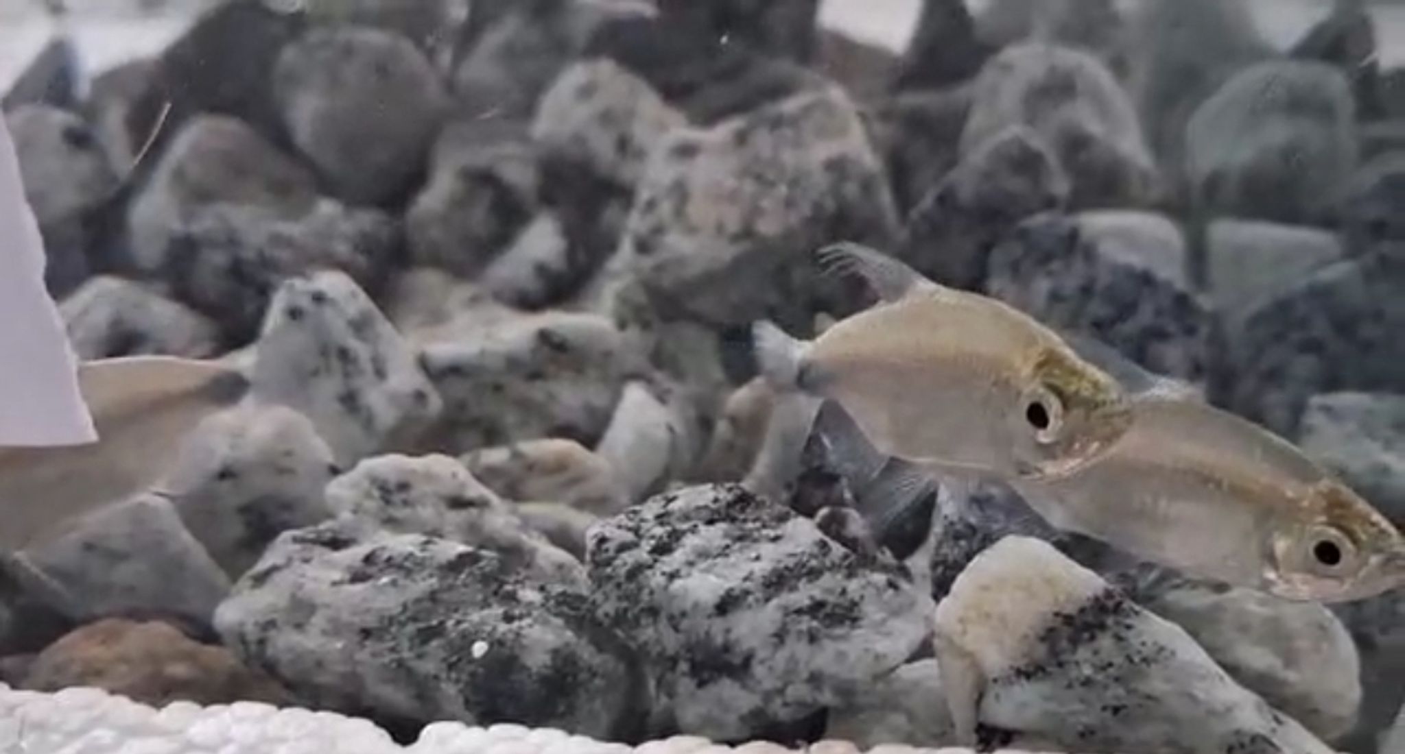 Blue Diamond Tetra (Phenacogrammus deheyni)