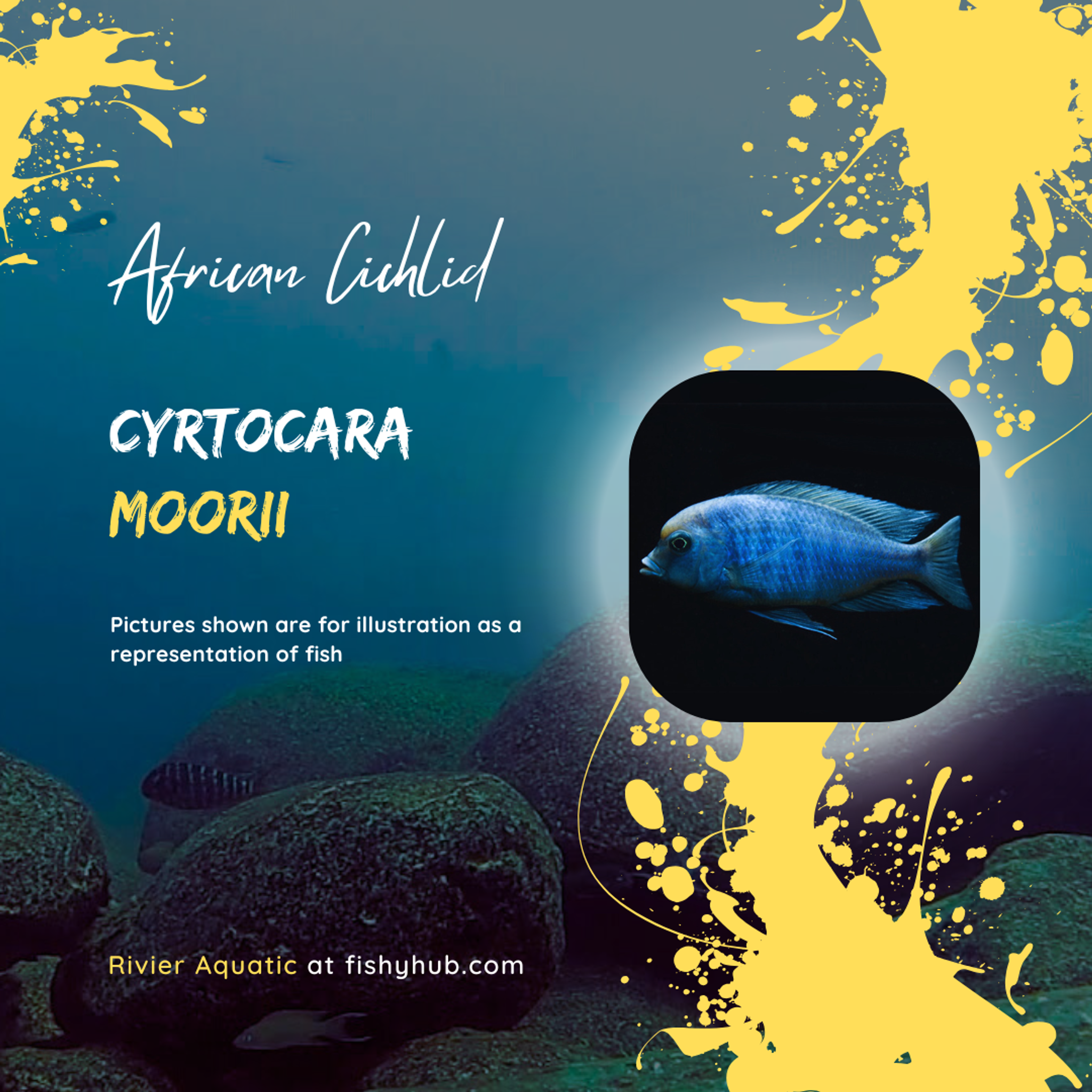 Blue Dolphin Cichlid (Cyrtocara Moorii)