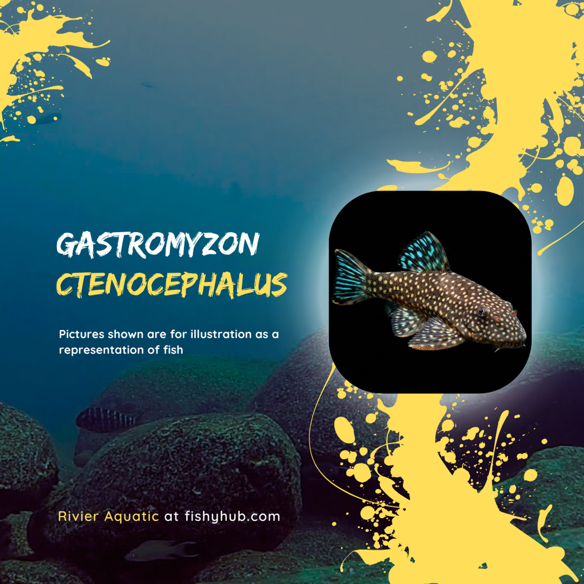 Blue Dorsal Borneo Sucker (Gastromyzon Ctenocephalus)