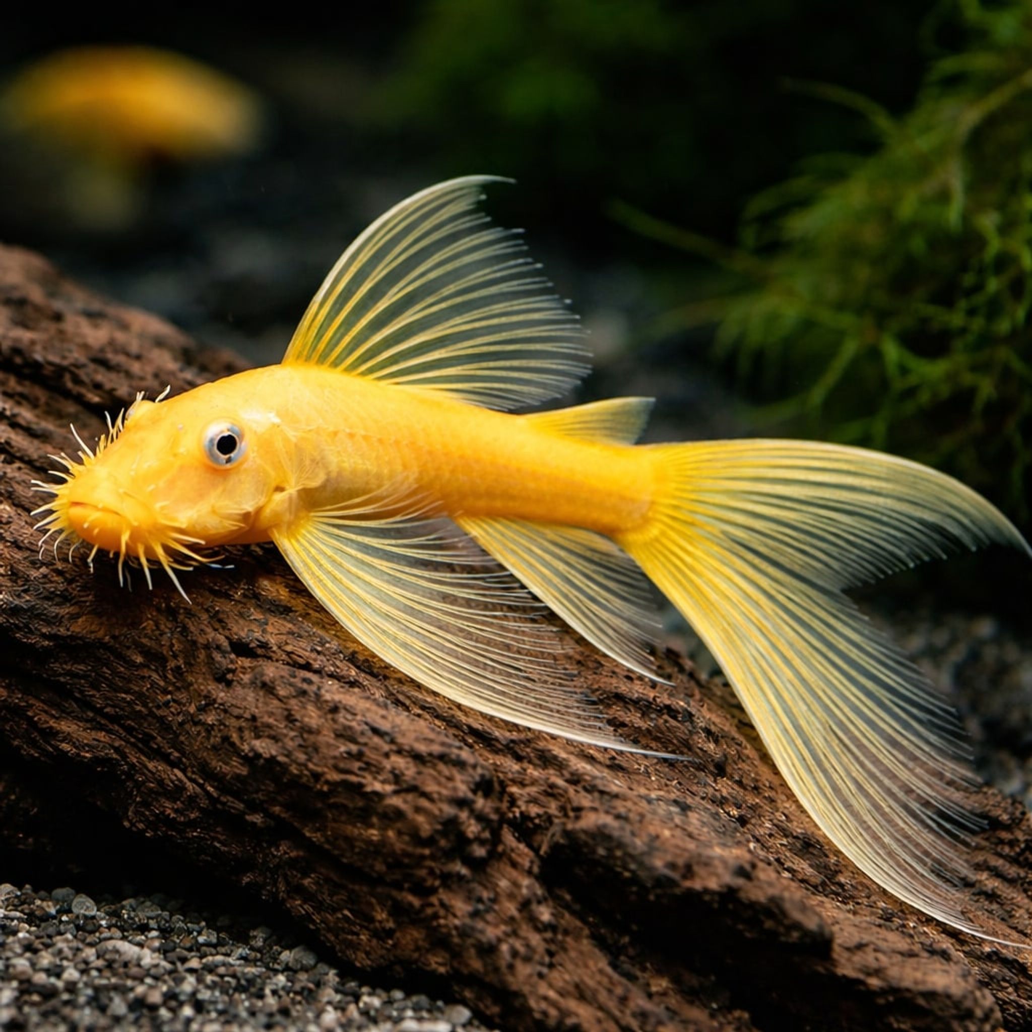 Blue Eye Bristlenose Longfin