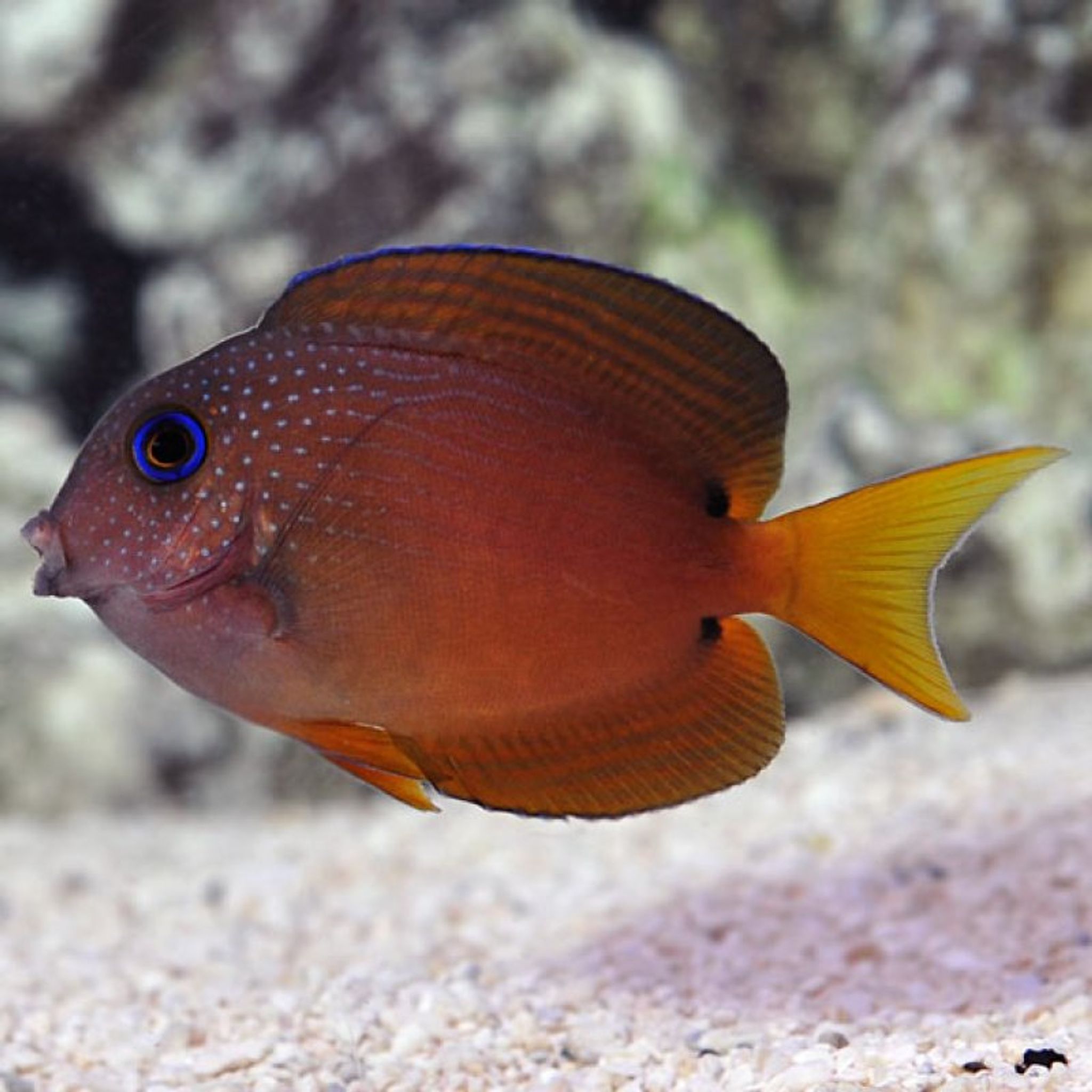 Blue Eye Bristletooth Tang