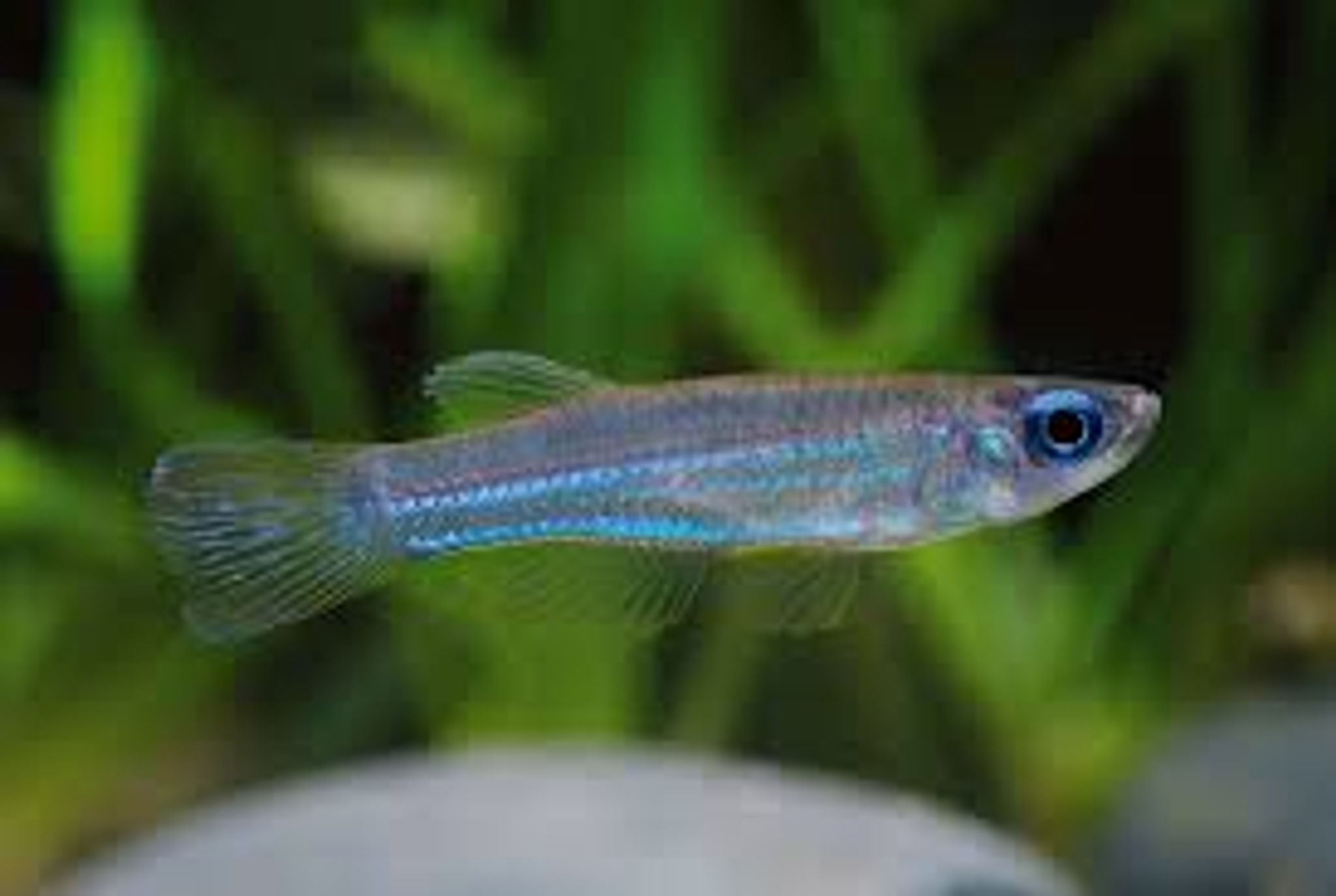 Blue Eyes (Norman’s Lamp Eyes)