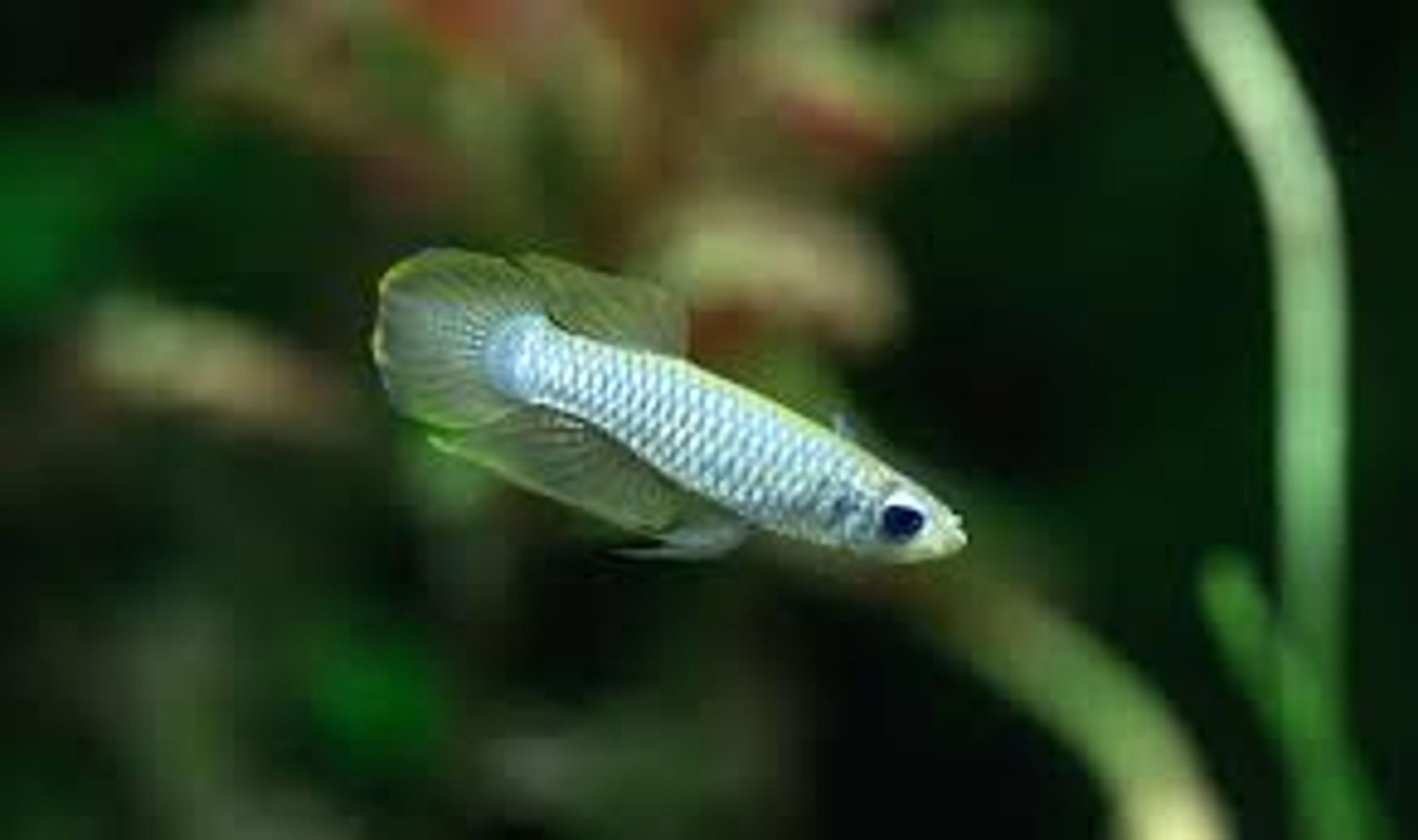 Blue Eyes (Norman’s Lamp Eyes)