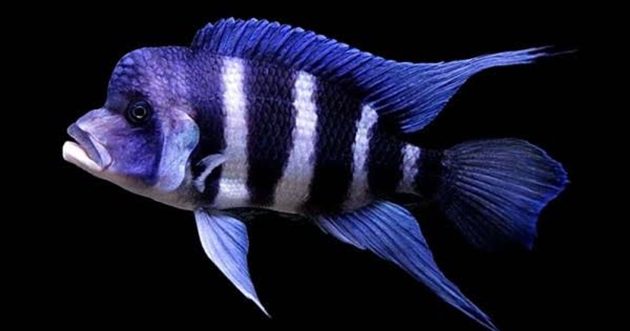 Blue Frontosa