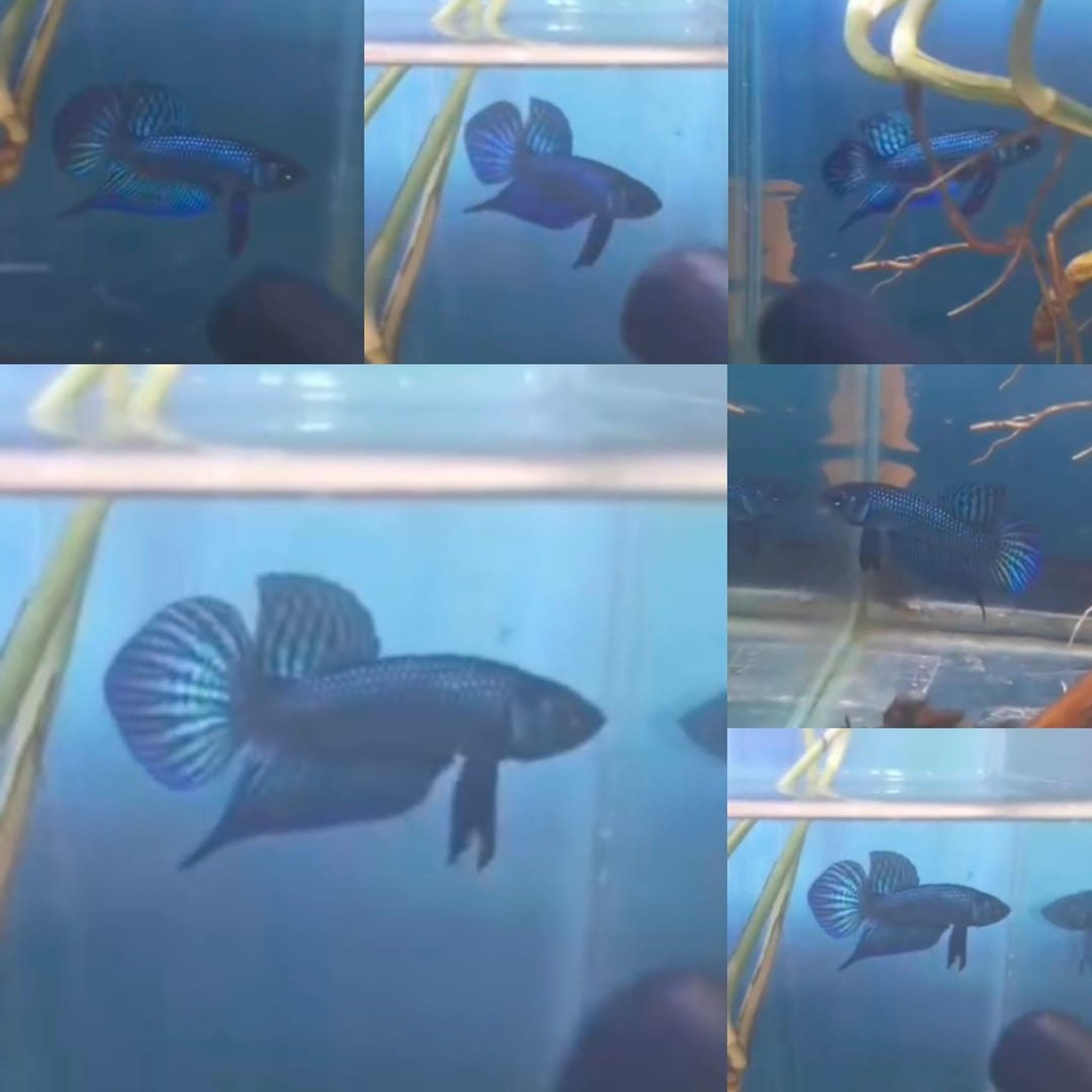 Blue Mahachai Wild Betta (Male)