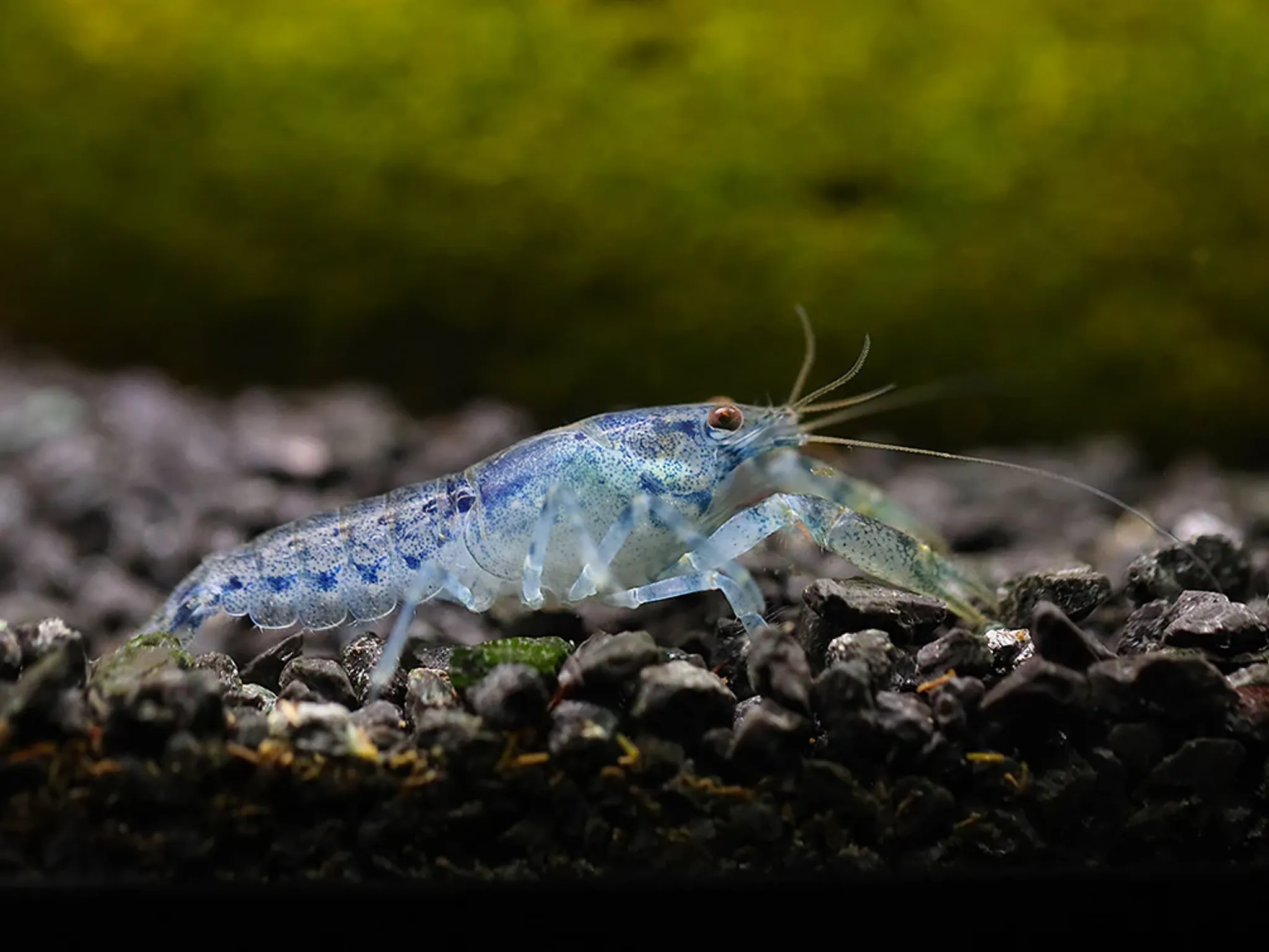 Blue Mexican Dwarf Crayfish