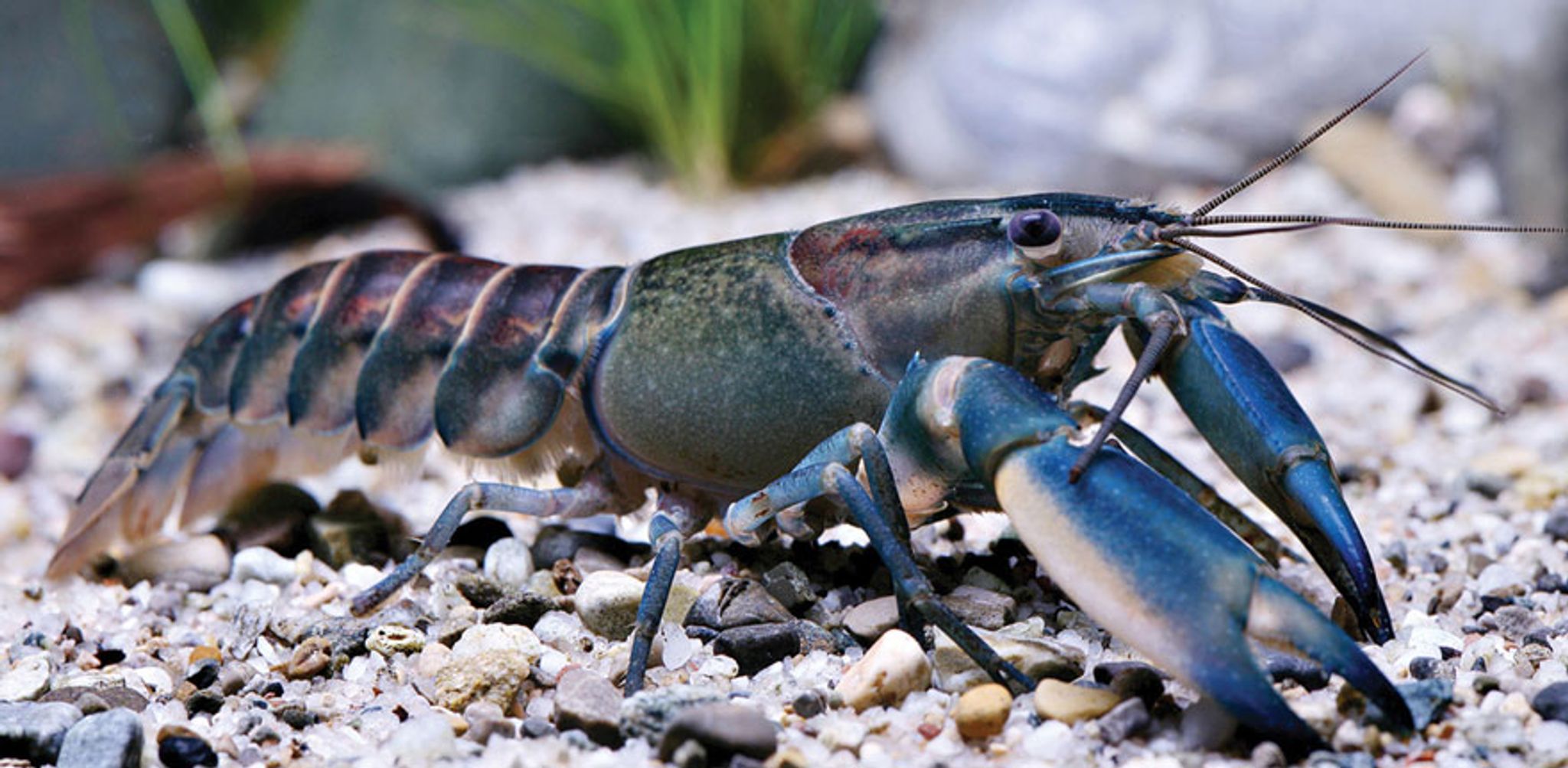 Galaxy Lobster