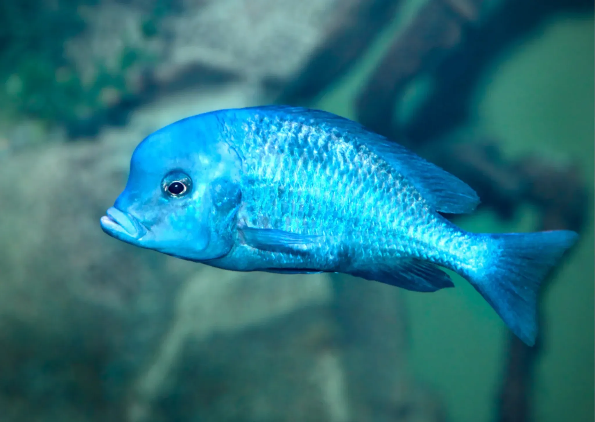 Blue Moori Cichlid