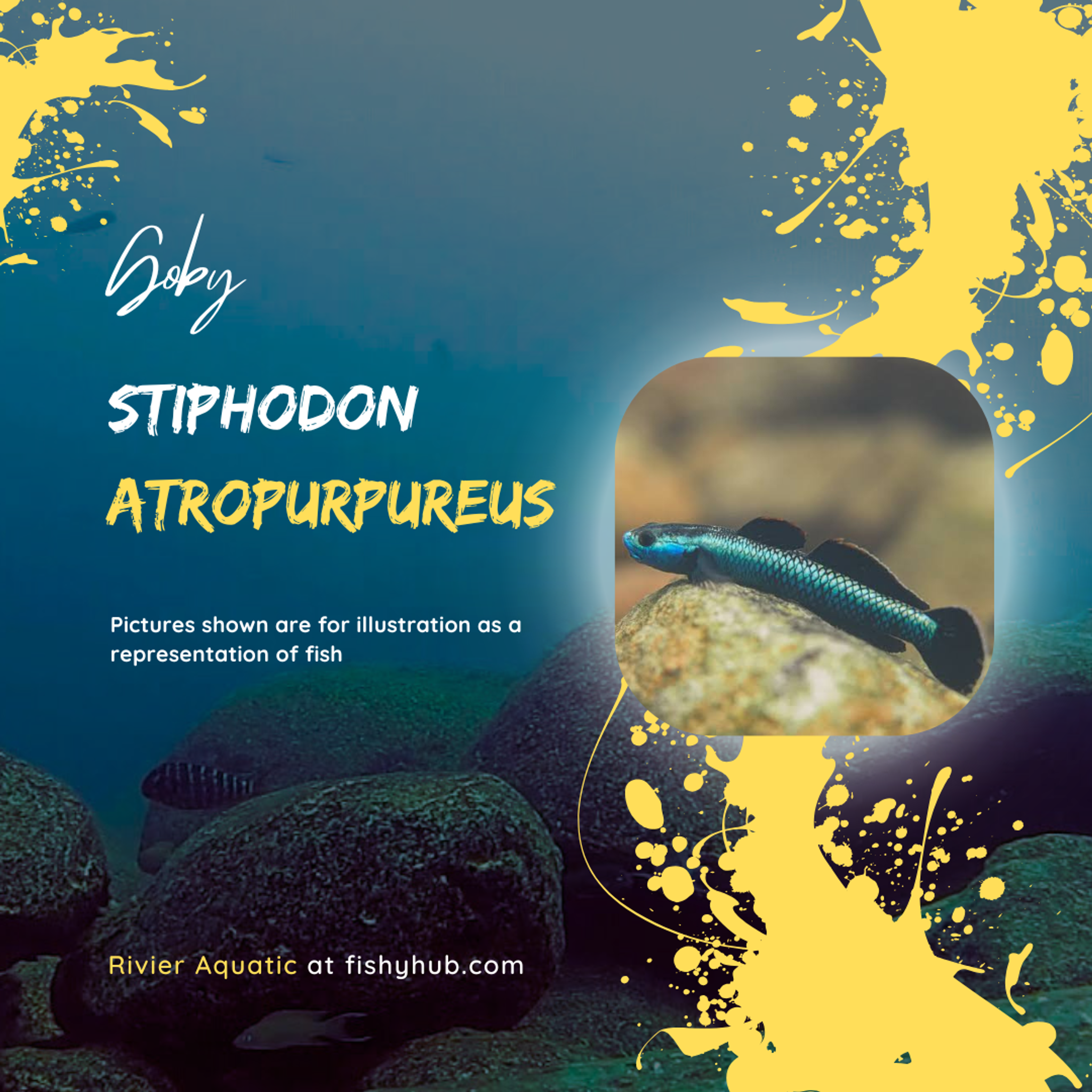 Blue Neon Goby (Stiphodon Semoni)