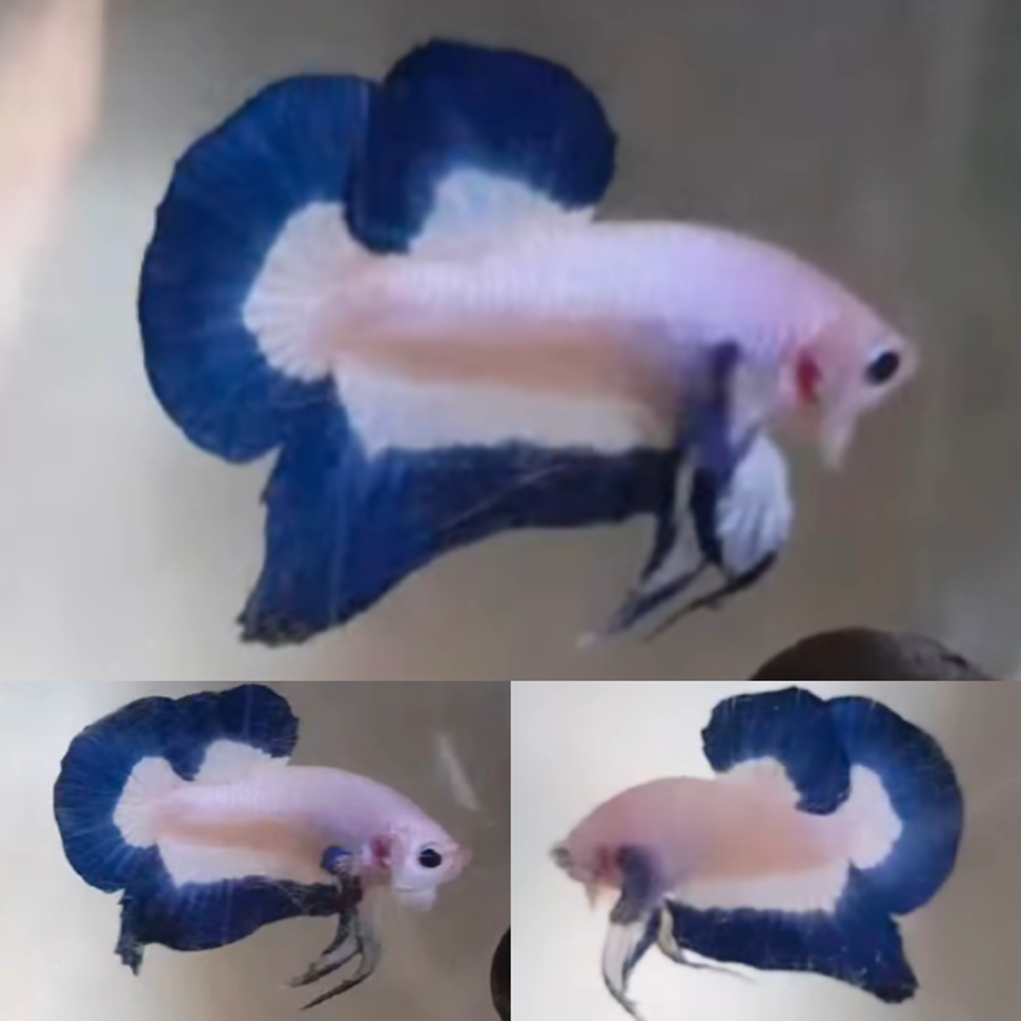 Blue Rim HMPK Betta (Male)