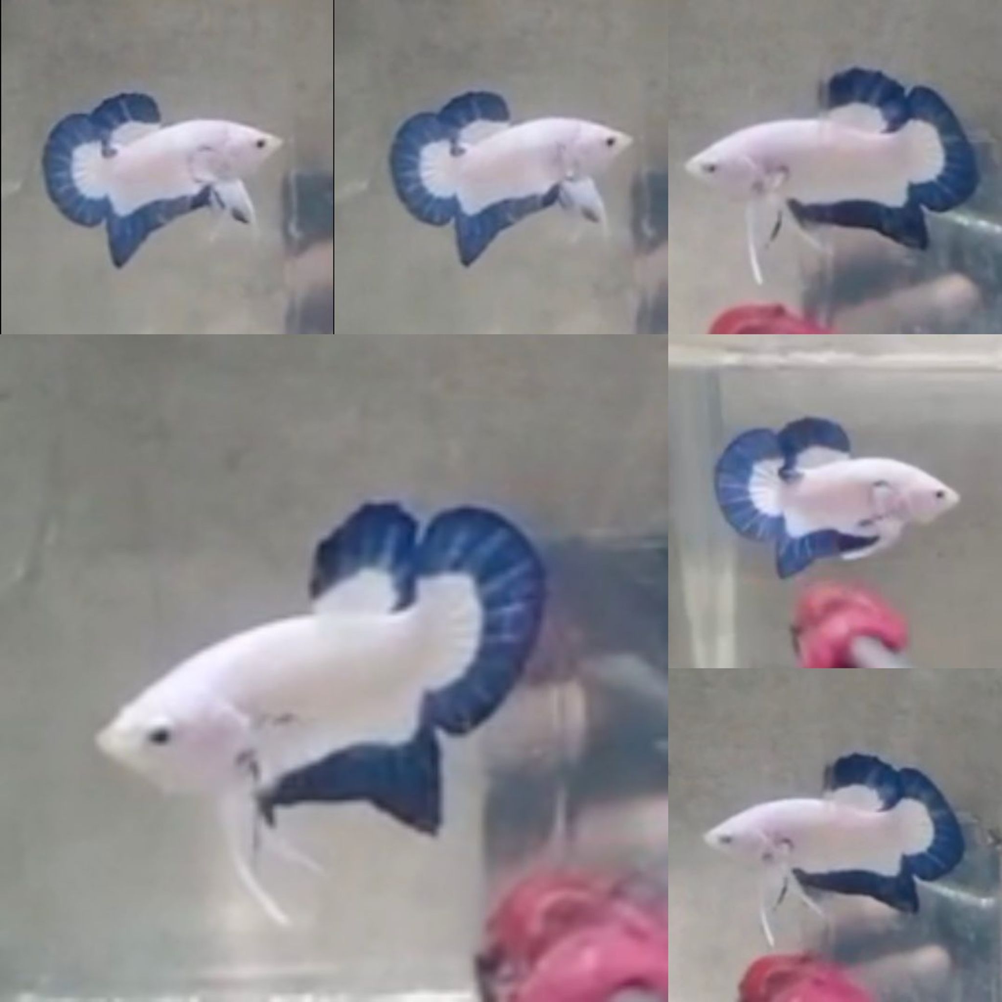 Blue Rim HMPK Betta (Male)