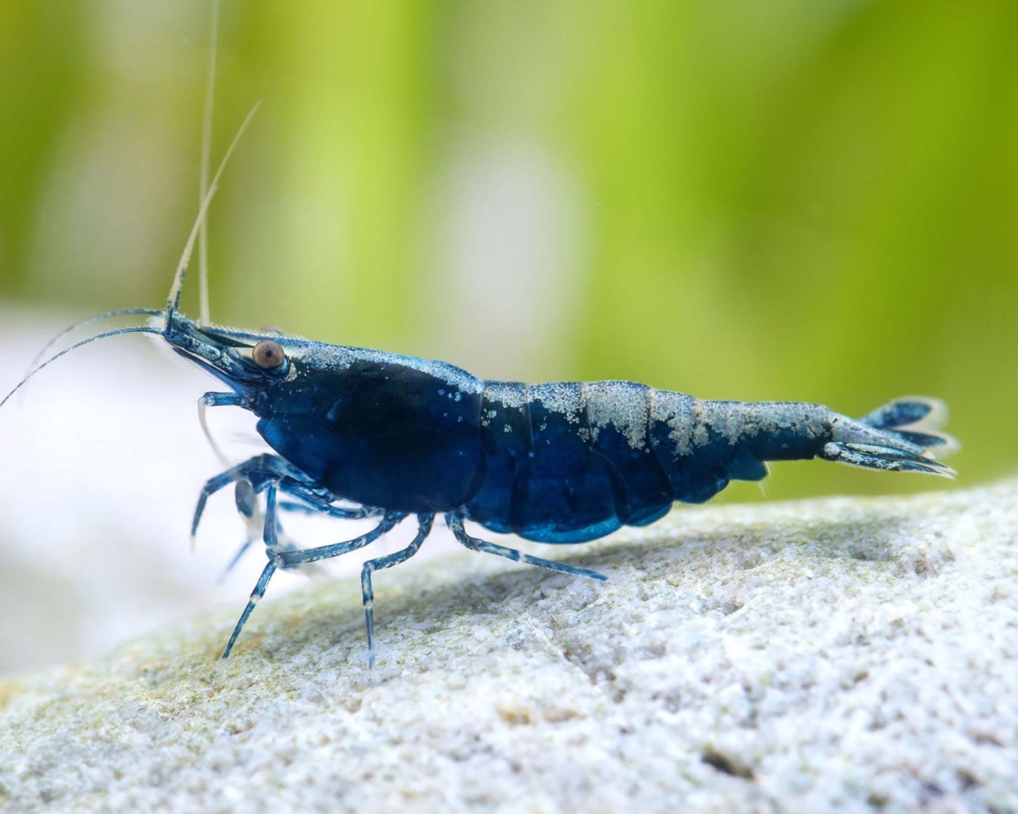 Blue Sapphire/Velvet Shrimp