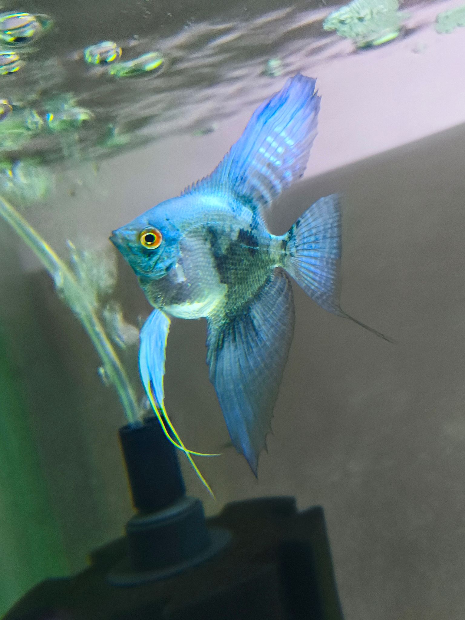 Blue Smokey Angelfish