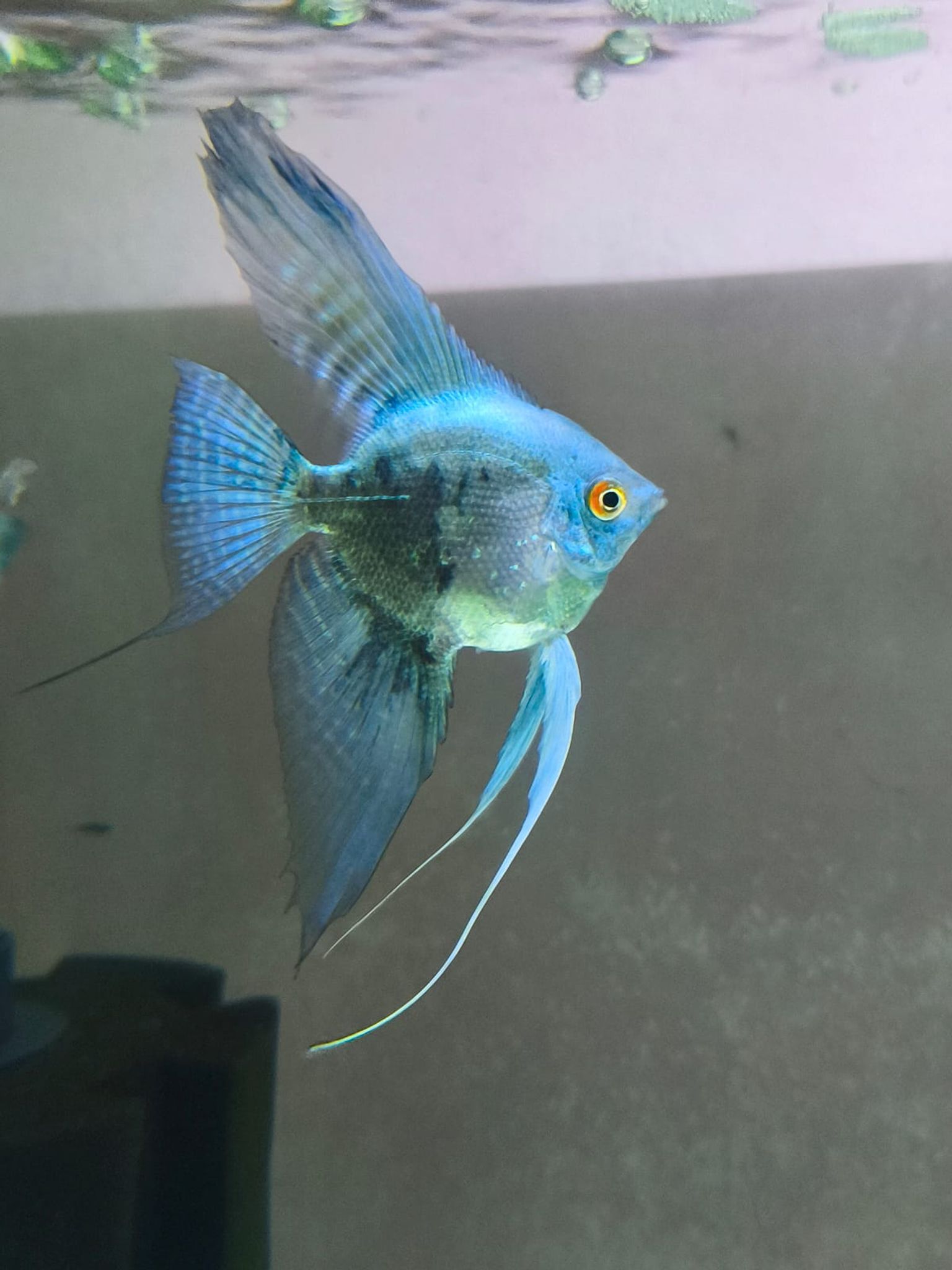 Blue Smokey Angelfish
