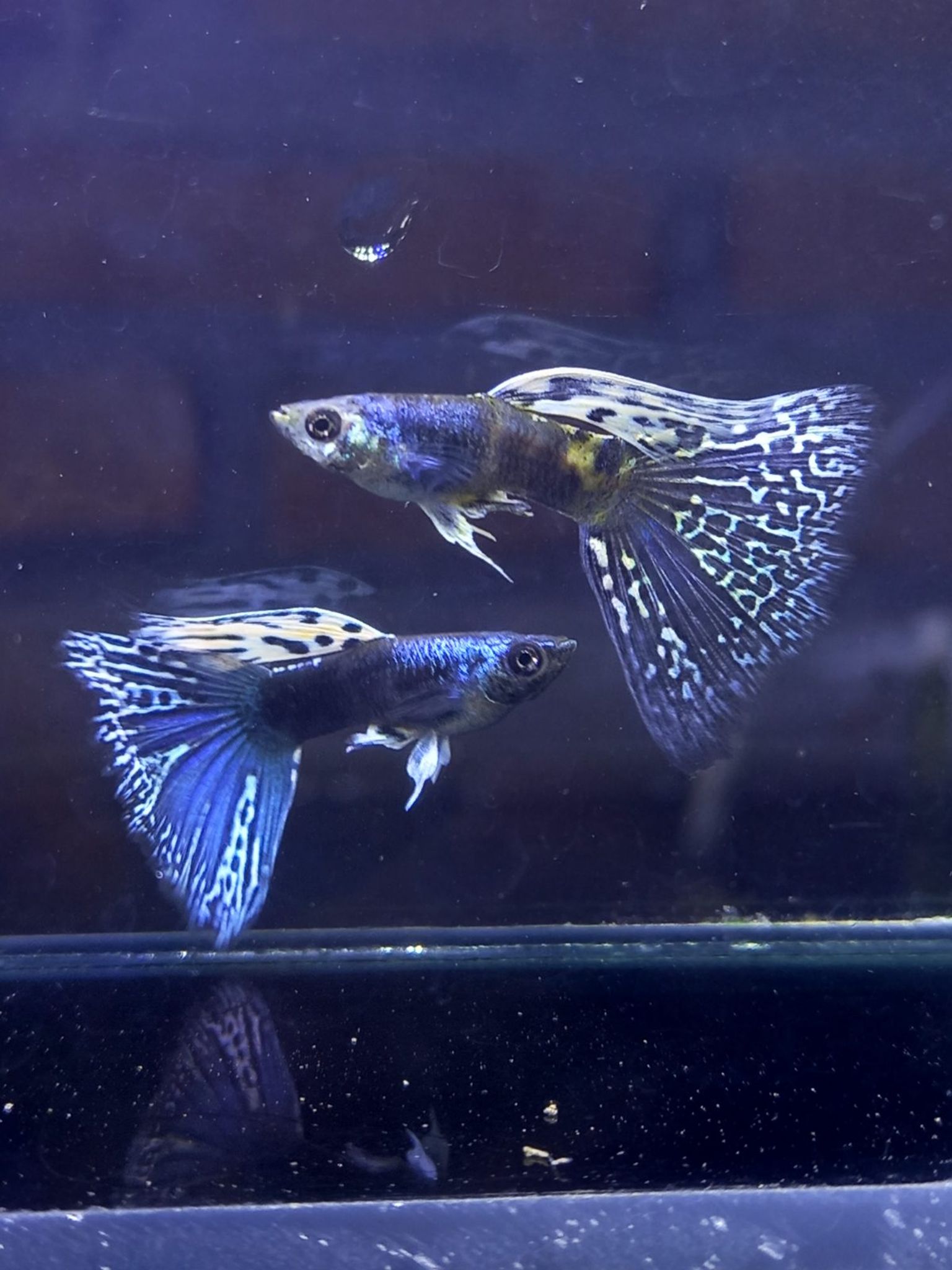 Blue Tiger