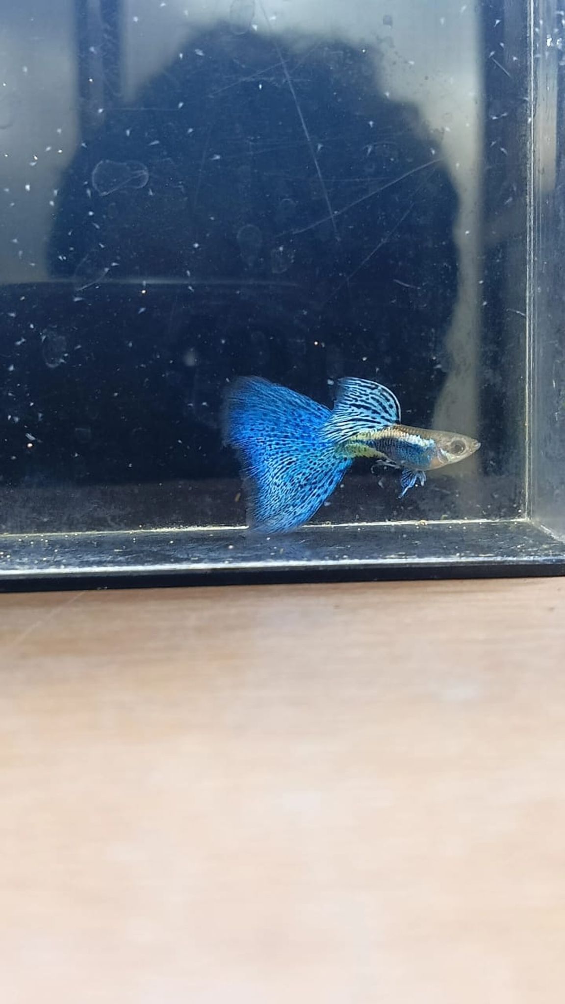 Higher Care Blue grass guppy
