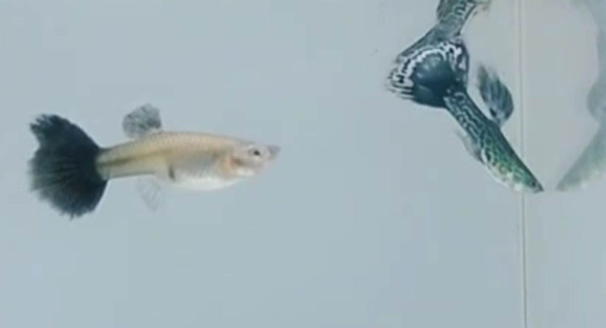 Blue head mosaic guppy pair