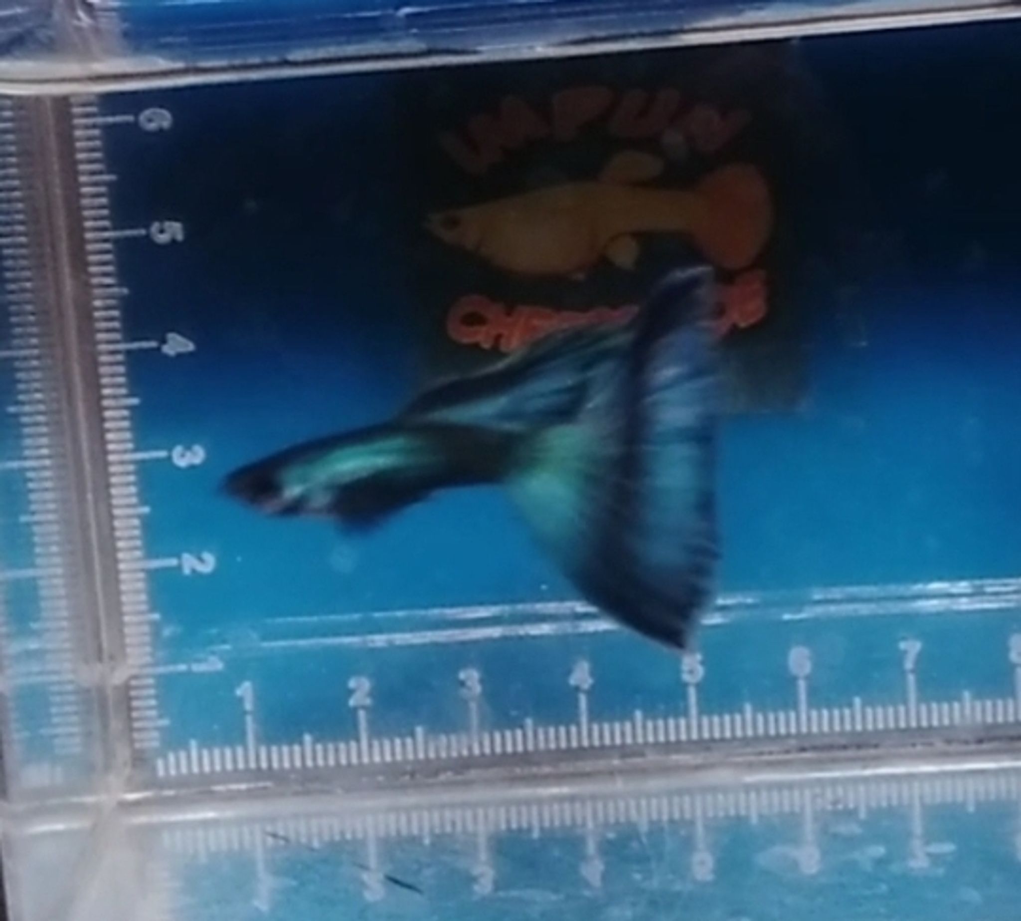 Higher Cared Blue moscow guppy