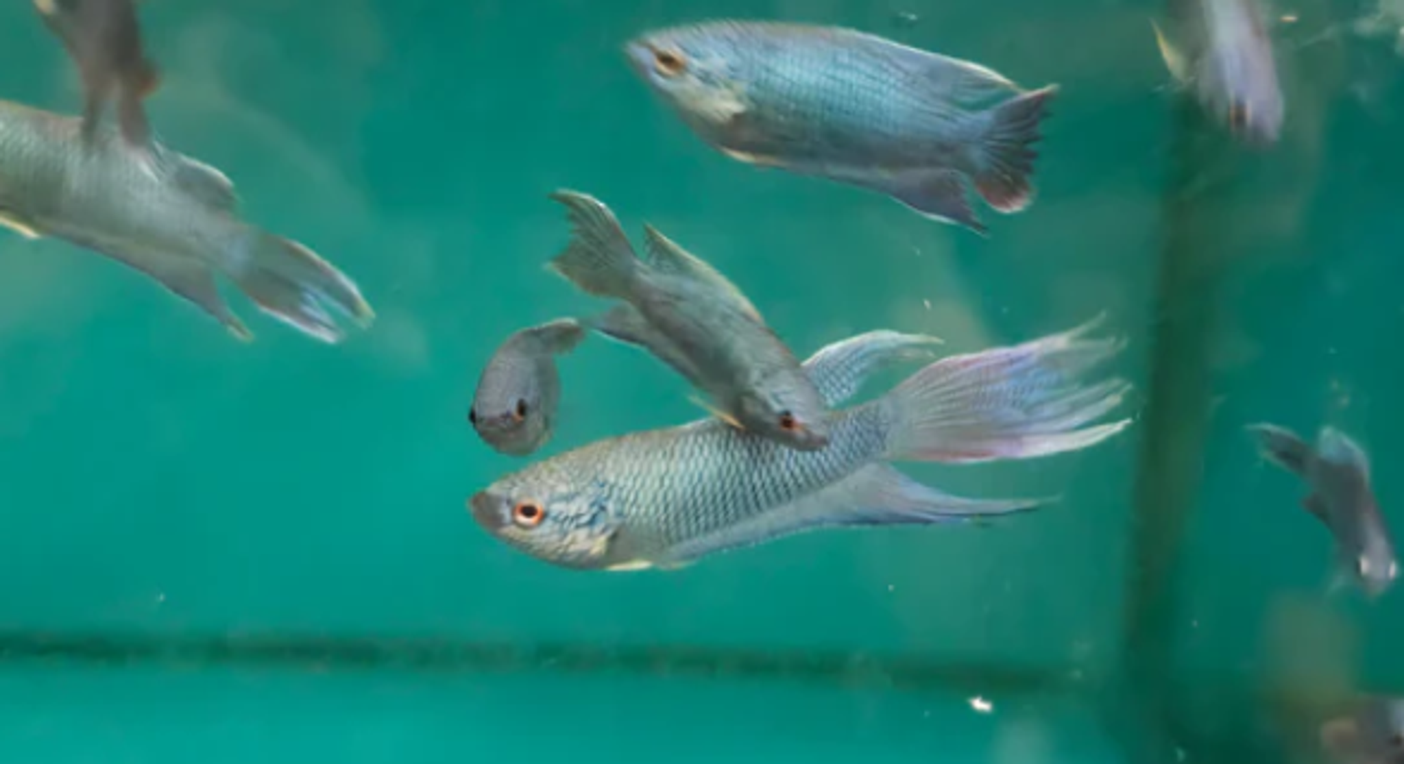 Blue paradise fish 4cm