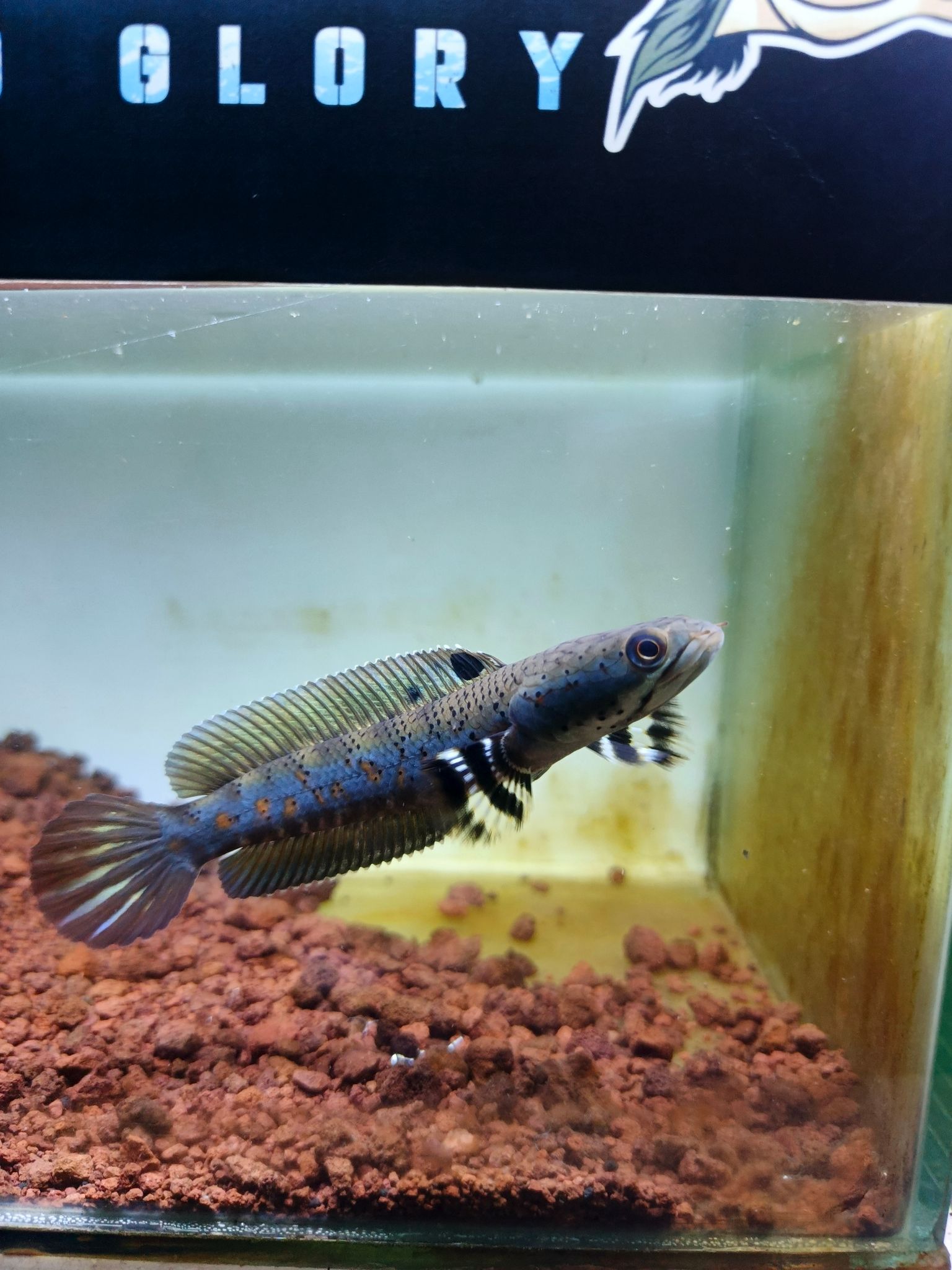 Channa Blue pulchra singletank