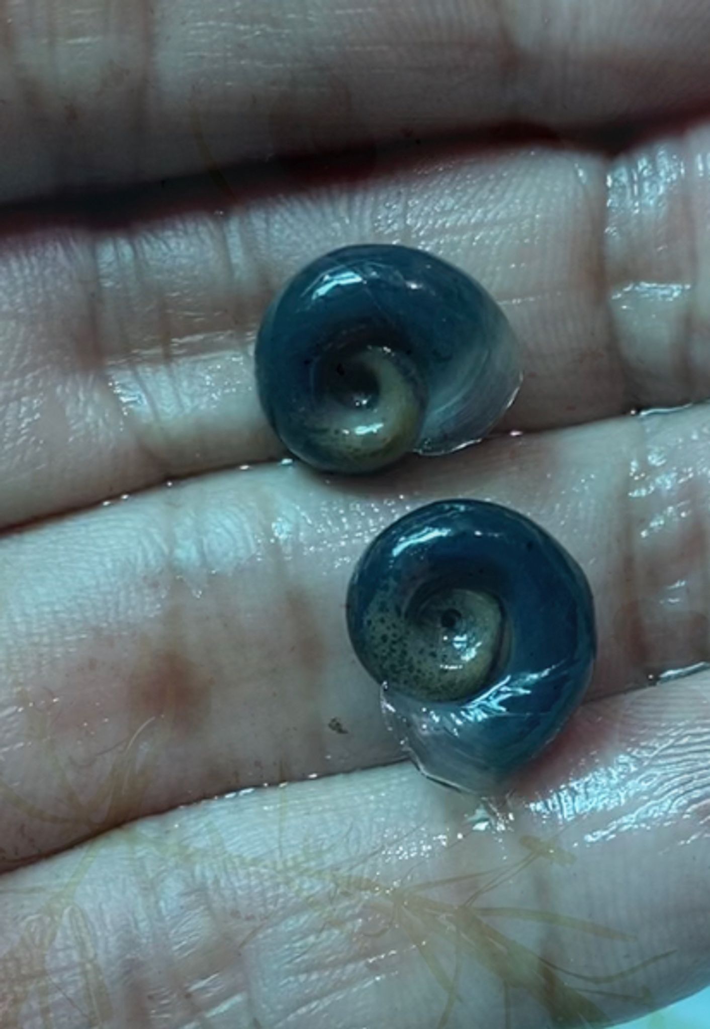 Blue ramshorn snails (Live Feeders for puffers)