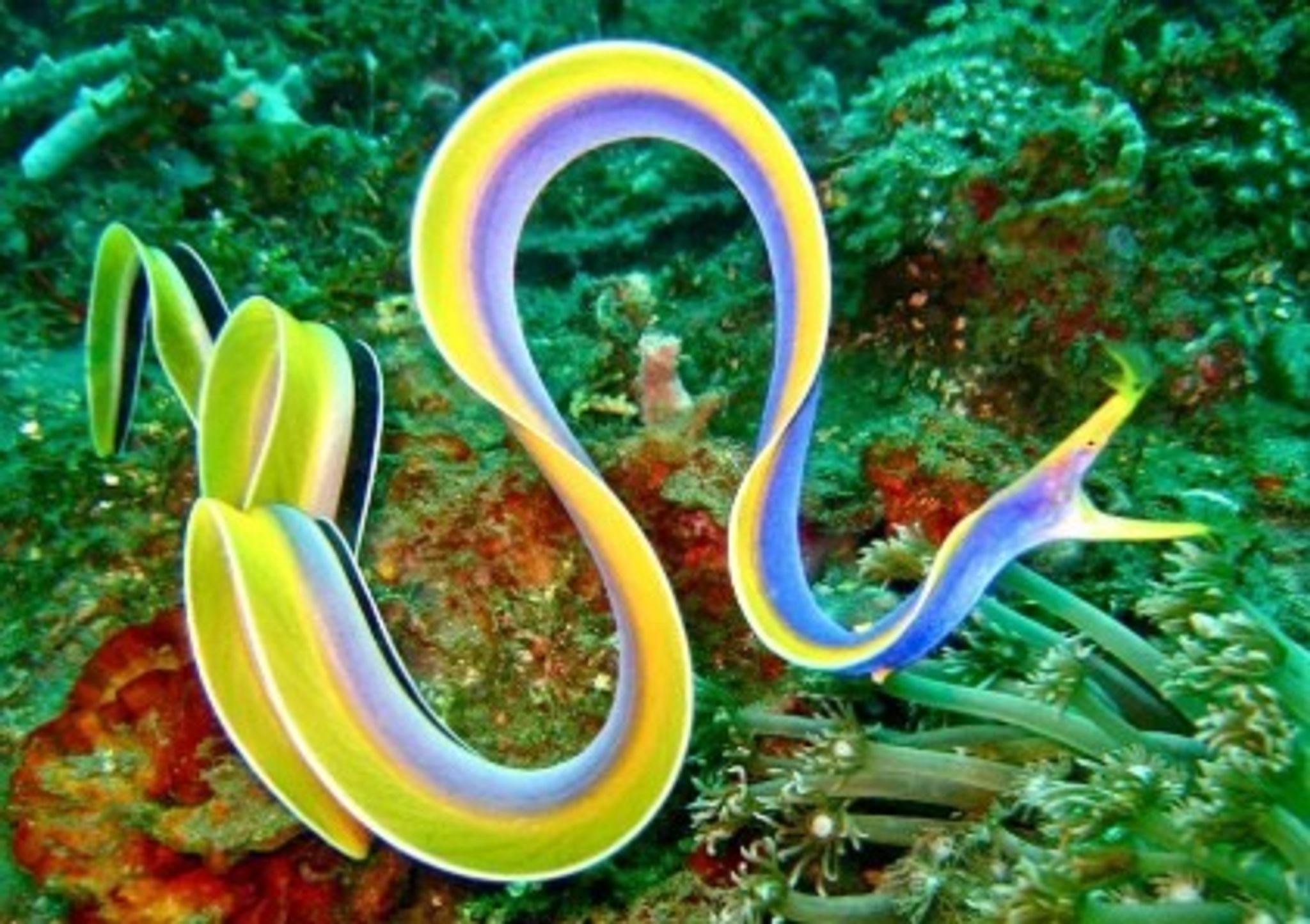 Blue ribbon eel