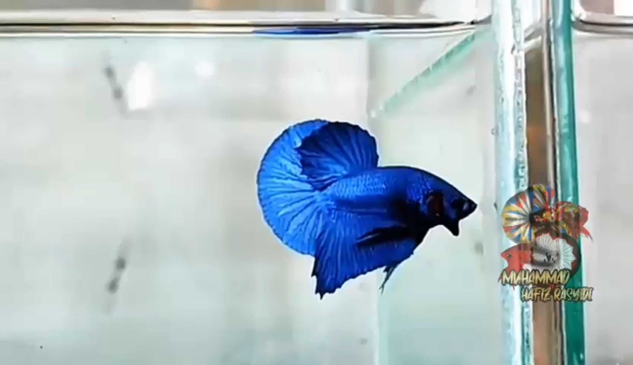 Blue solid