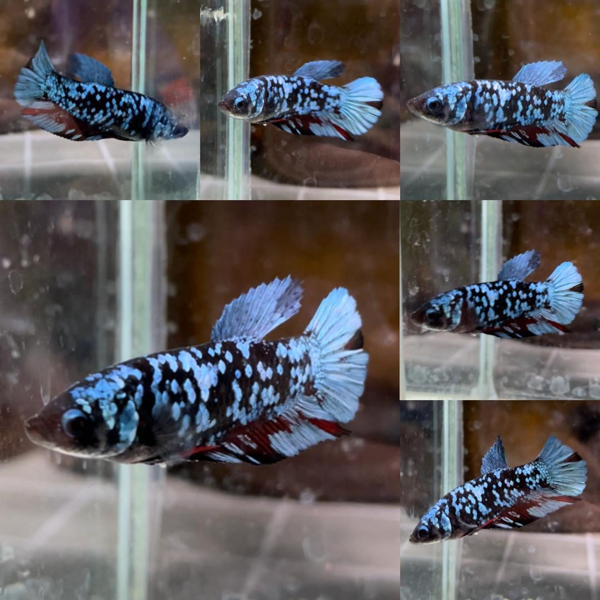Blue-Grey Galaxy Avatar HMPK Betta (Female)
