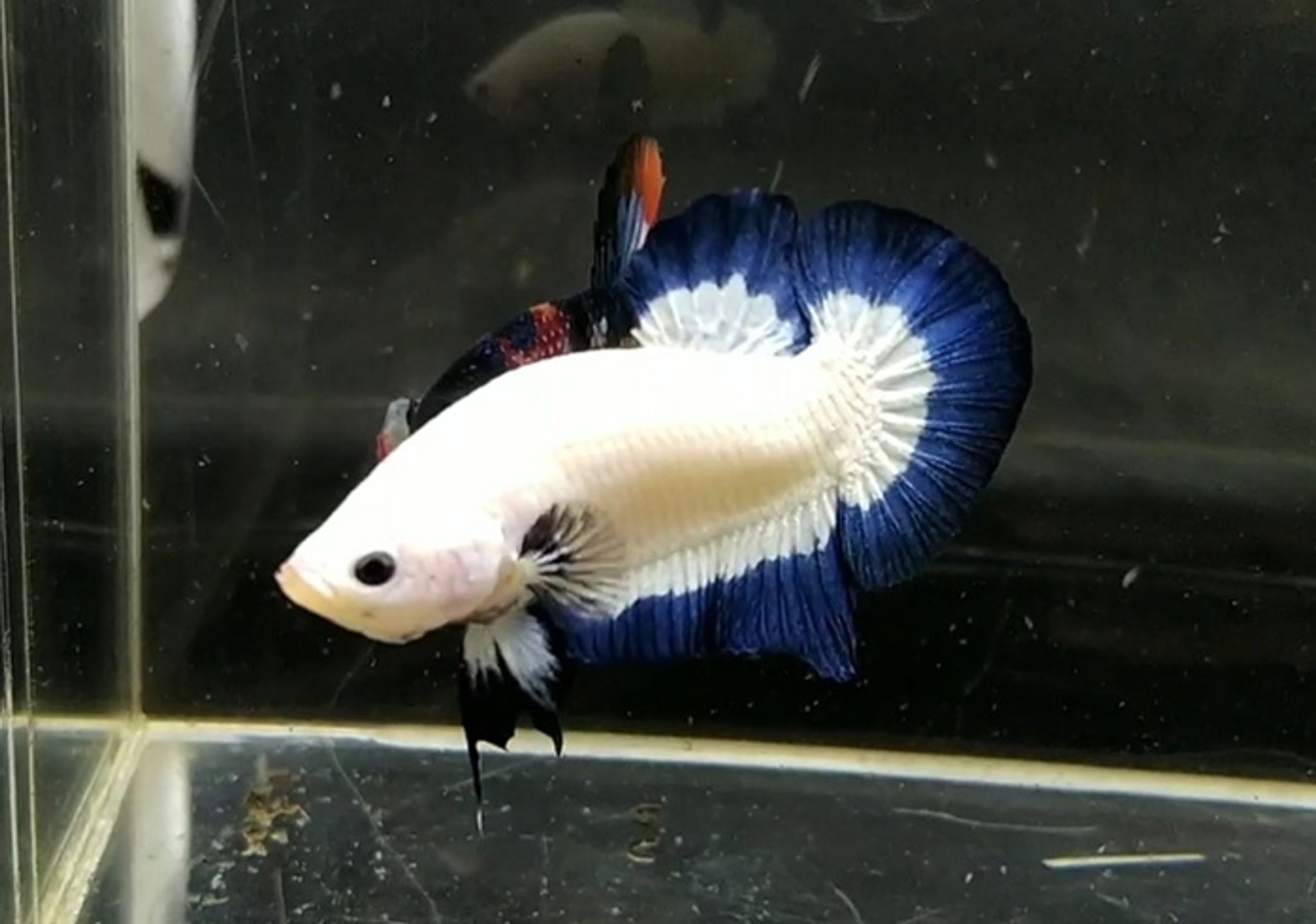 Bluerim hmpk