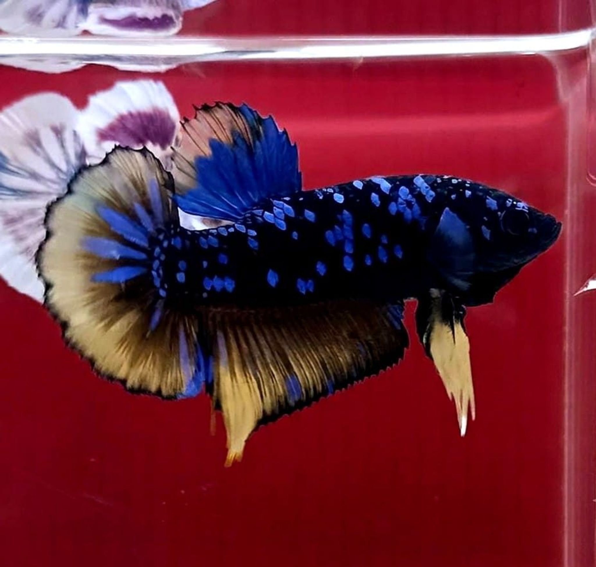 Bluestar Galaxy Avatar Giant Betta (Male)