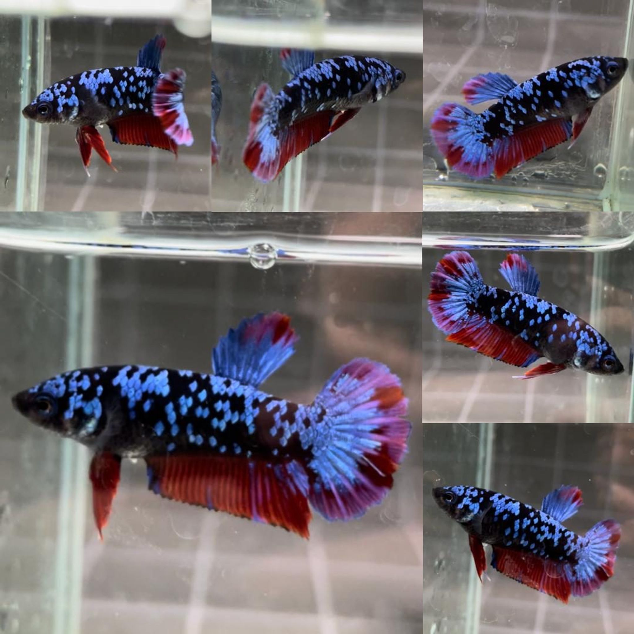 Bluestar Galaxy Avatar HMPK Betta (Female)