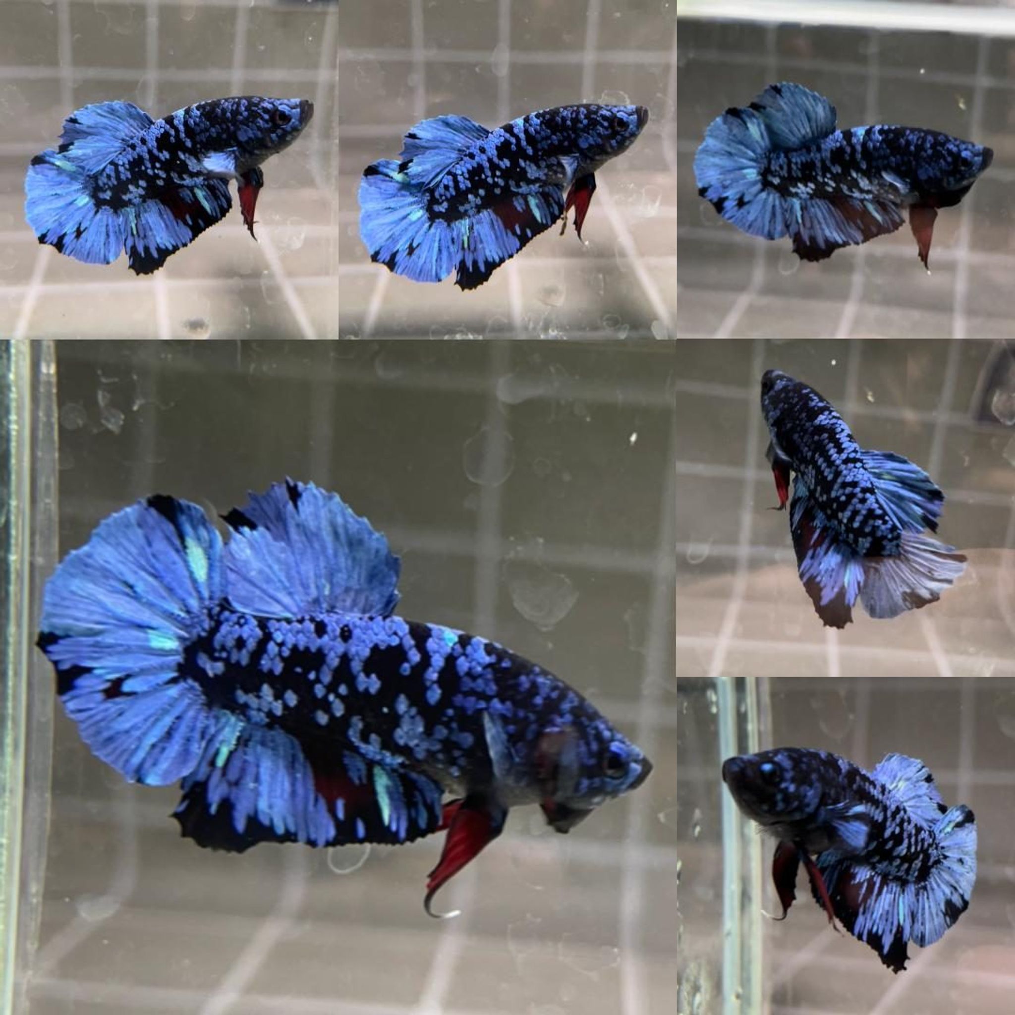 Bluestar Galaxy Avatar HMPK Betta (Male)