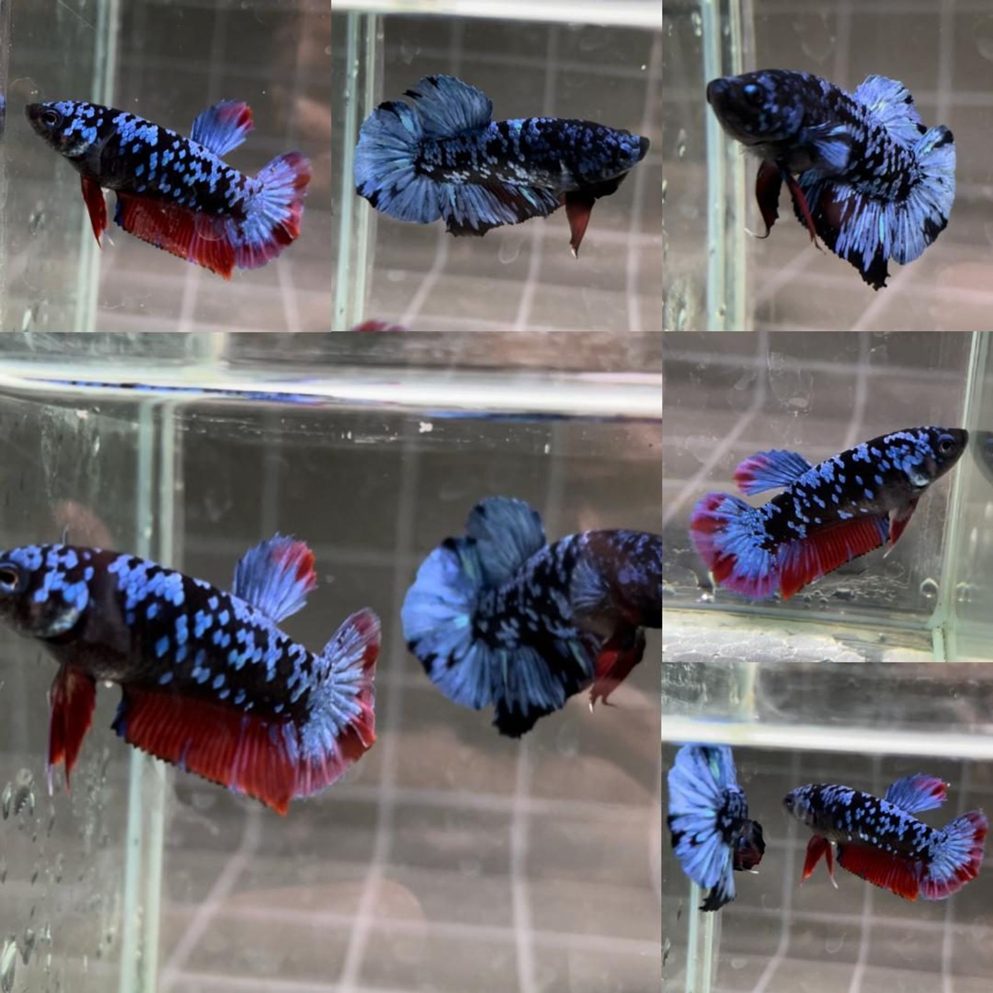 Bluestar Galaxy Avatar HMPK Betta (Pair)