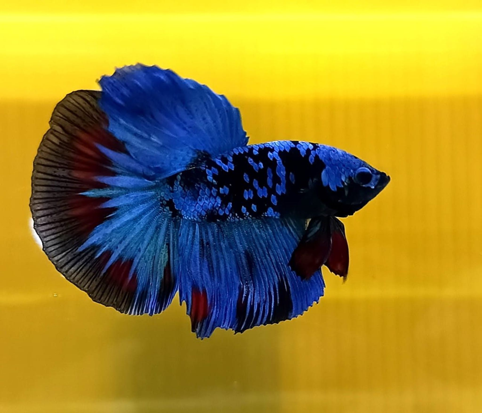 Bluestar Galaxy Avatar Halfmoon Betta (Male)