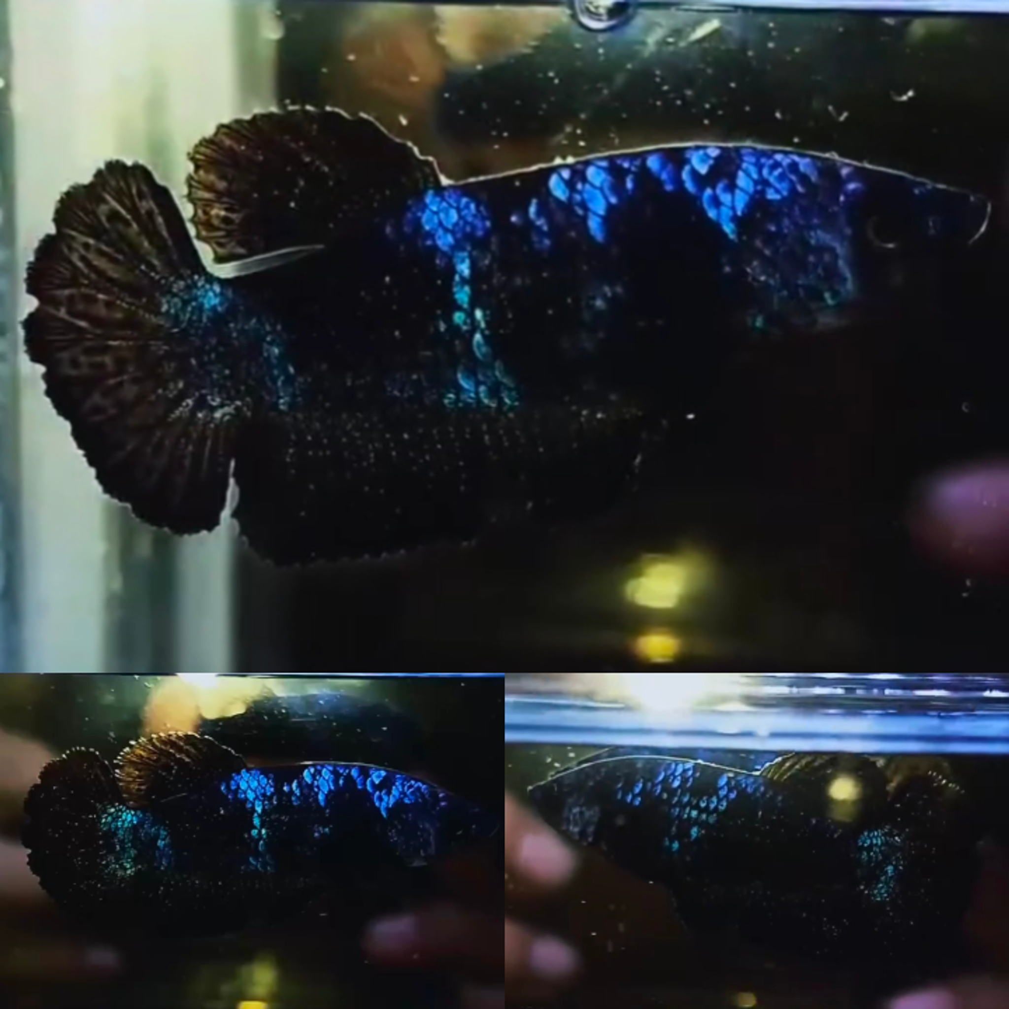 Bluestar Nebula Avatar HMPK Betta (Female)