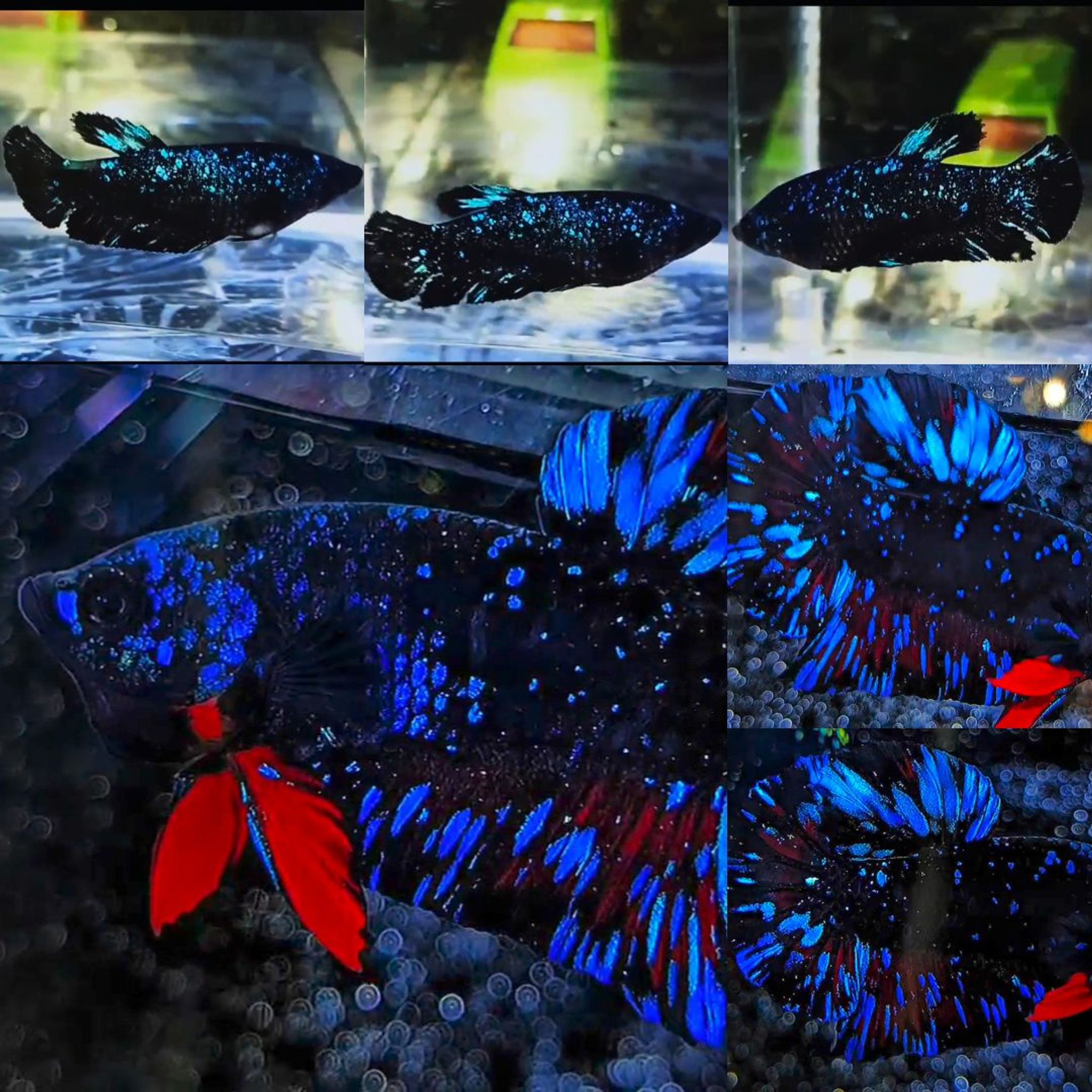 Bluestar Nebula Avatar HMPK Betta (Pair)