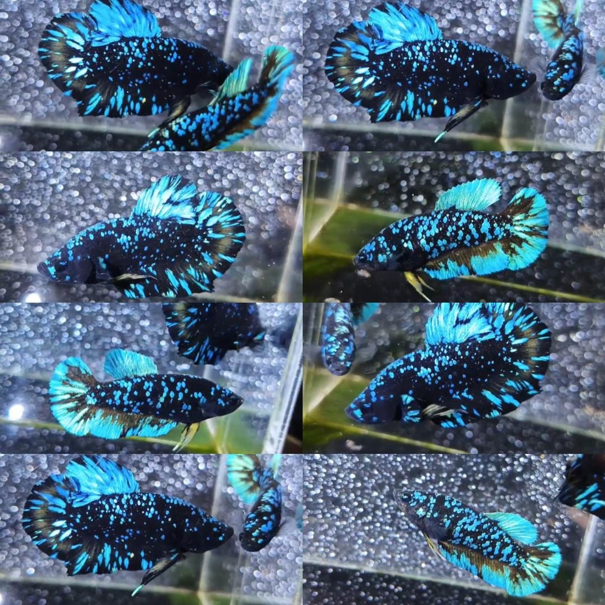 Bluestar Nebula Avatar HMPK Betta (Pair)