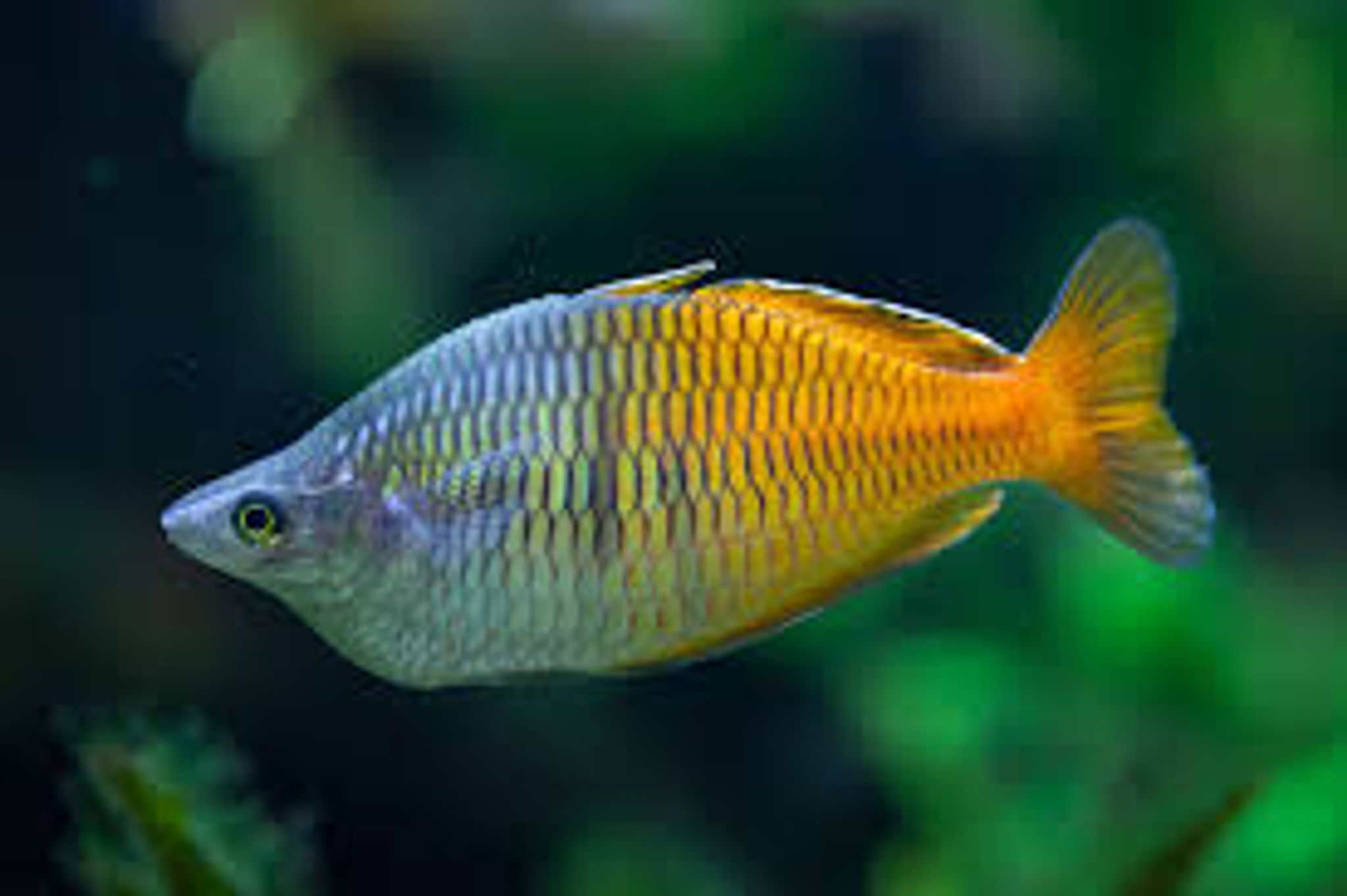 Boesemani Rainbow M