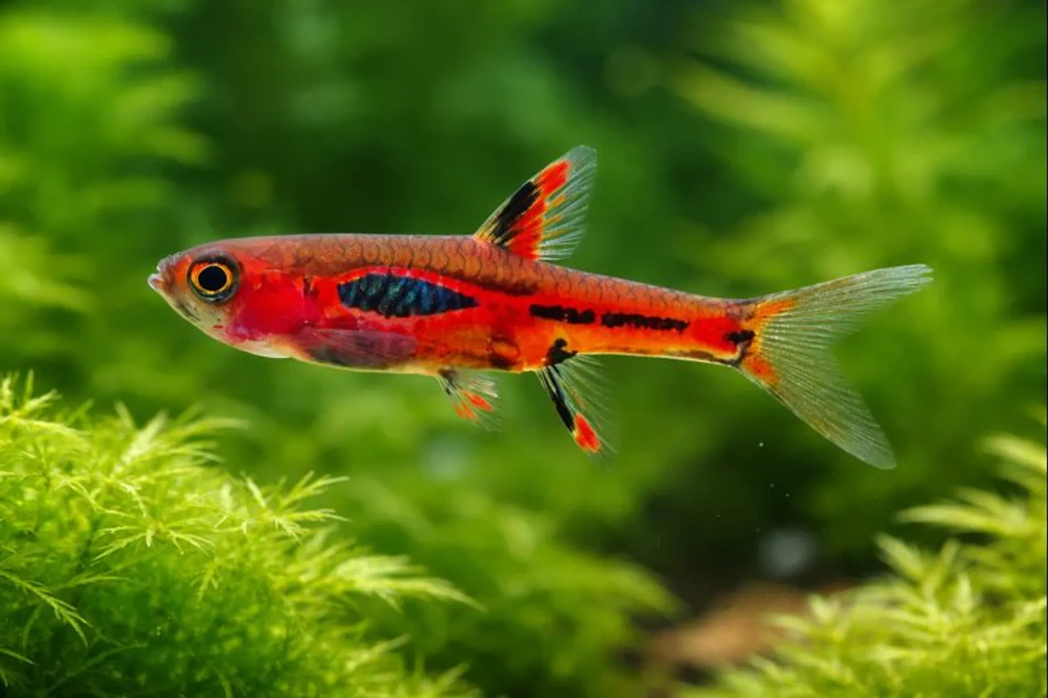 Boraras merah 1cm