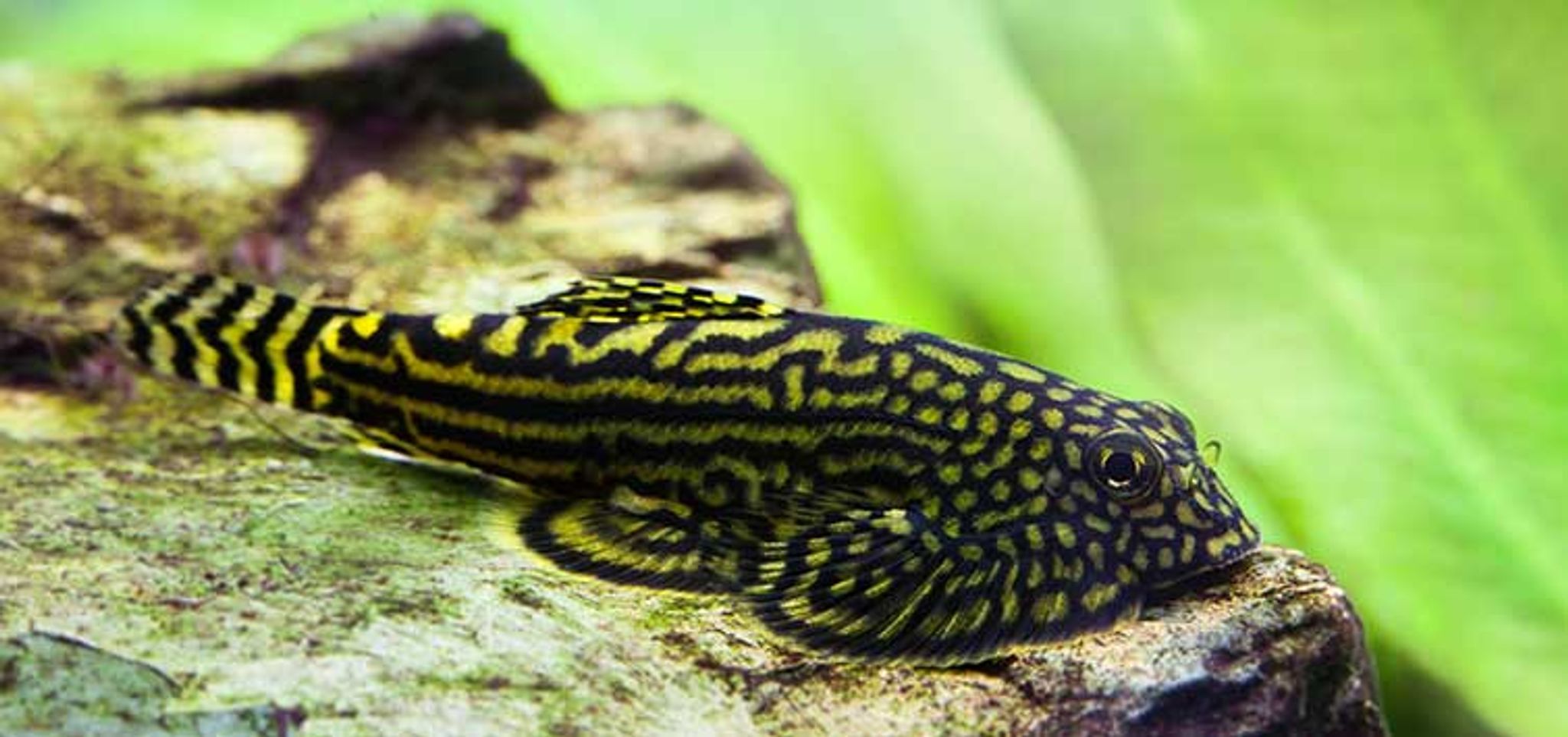Borneo Sucker