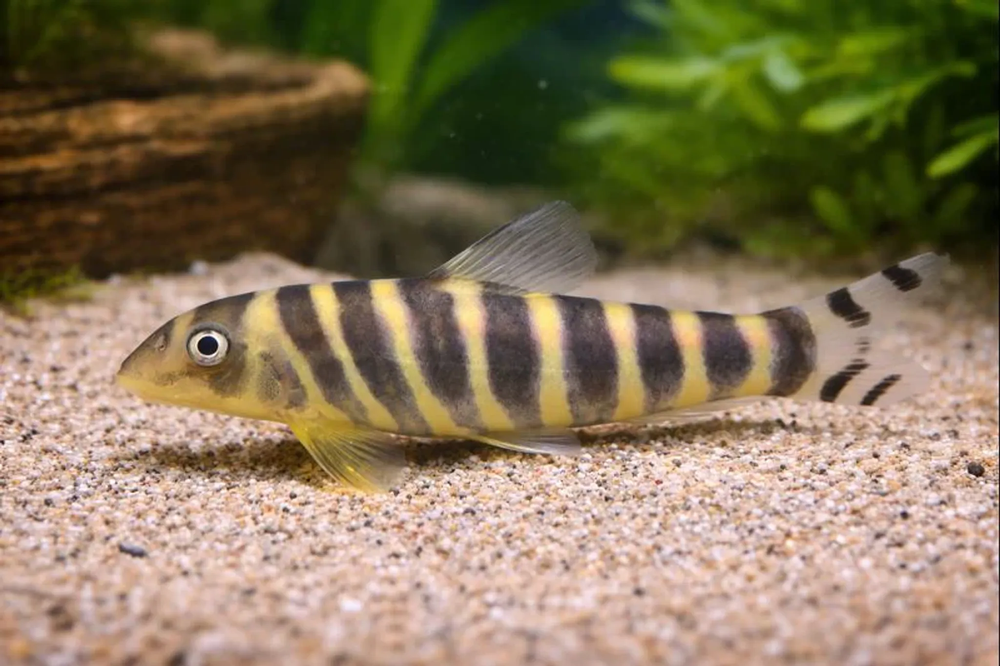 Botia dario 5-6cm