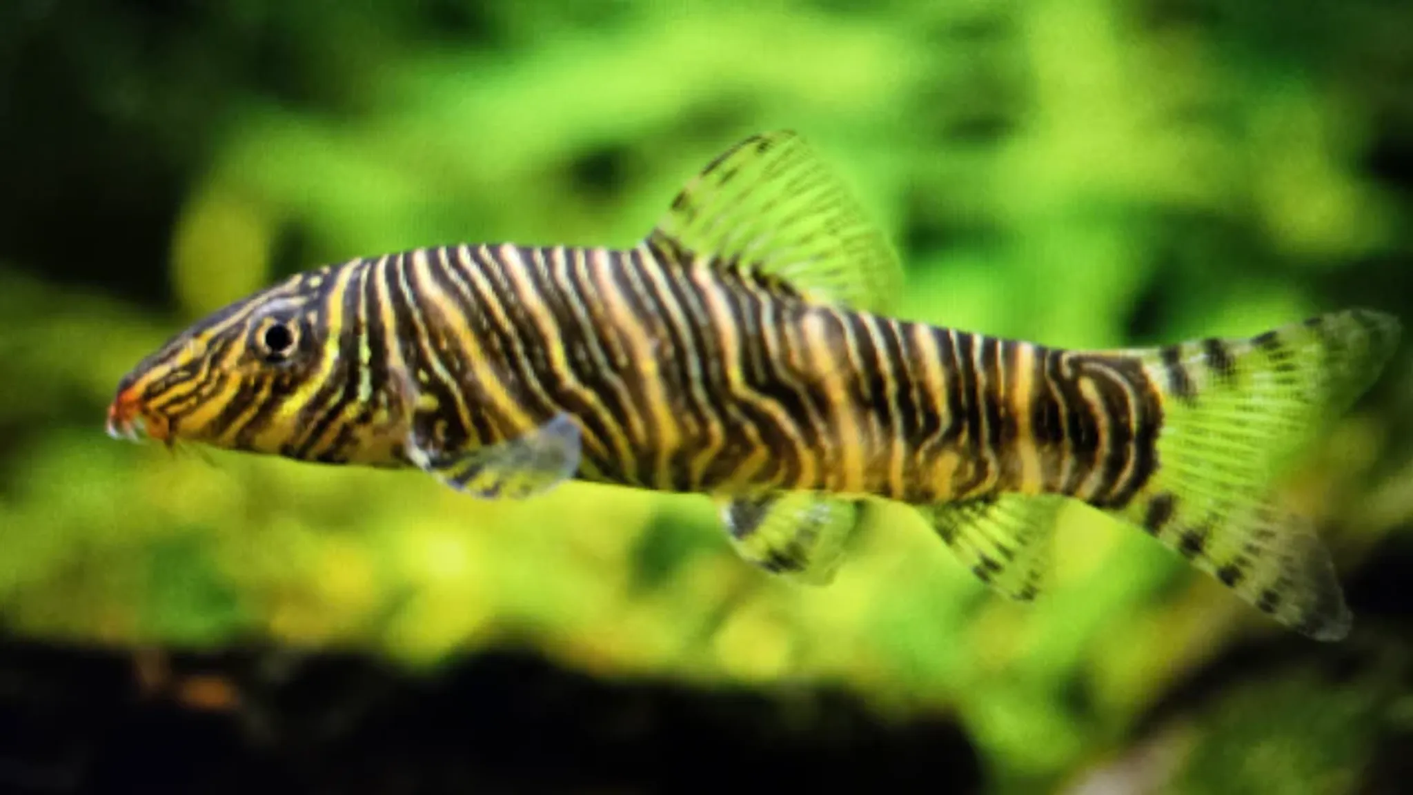 Botia striata 5-6cm