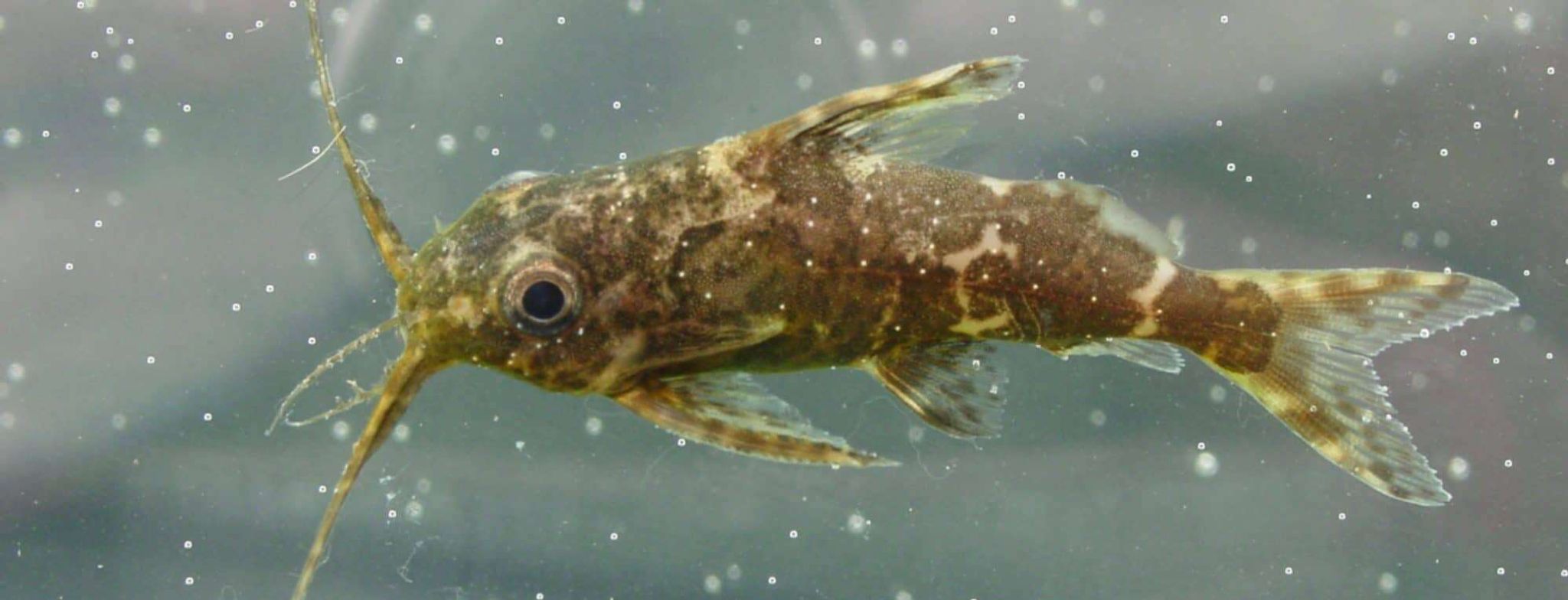 Branch Upside Down Catfish (Synodontis batensoda)