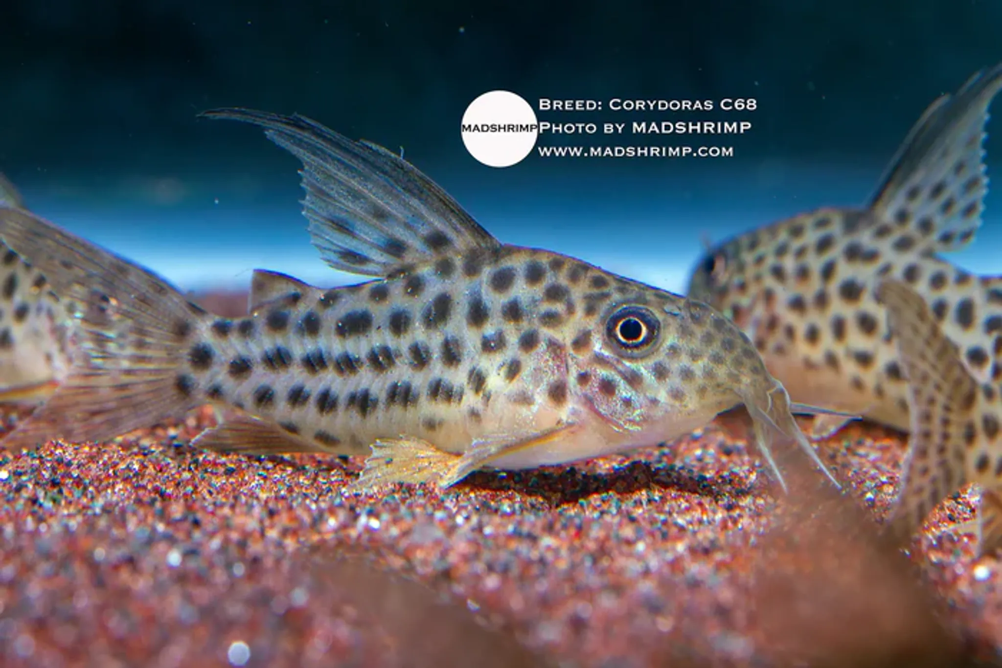 Brochis Araguaiensis C68