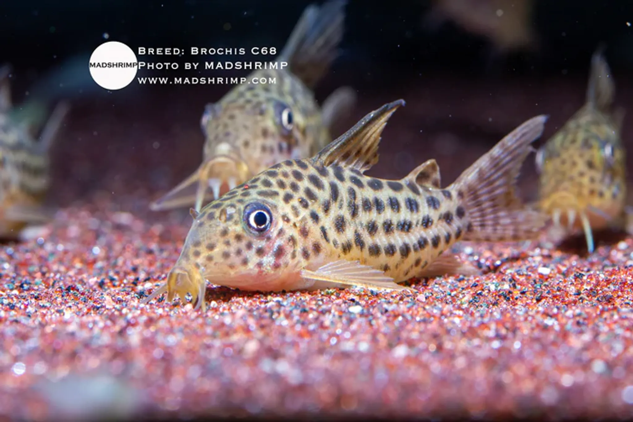 Brochis Araguaiensis C68