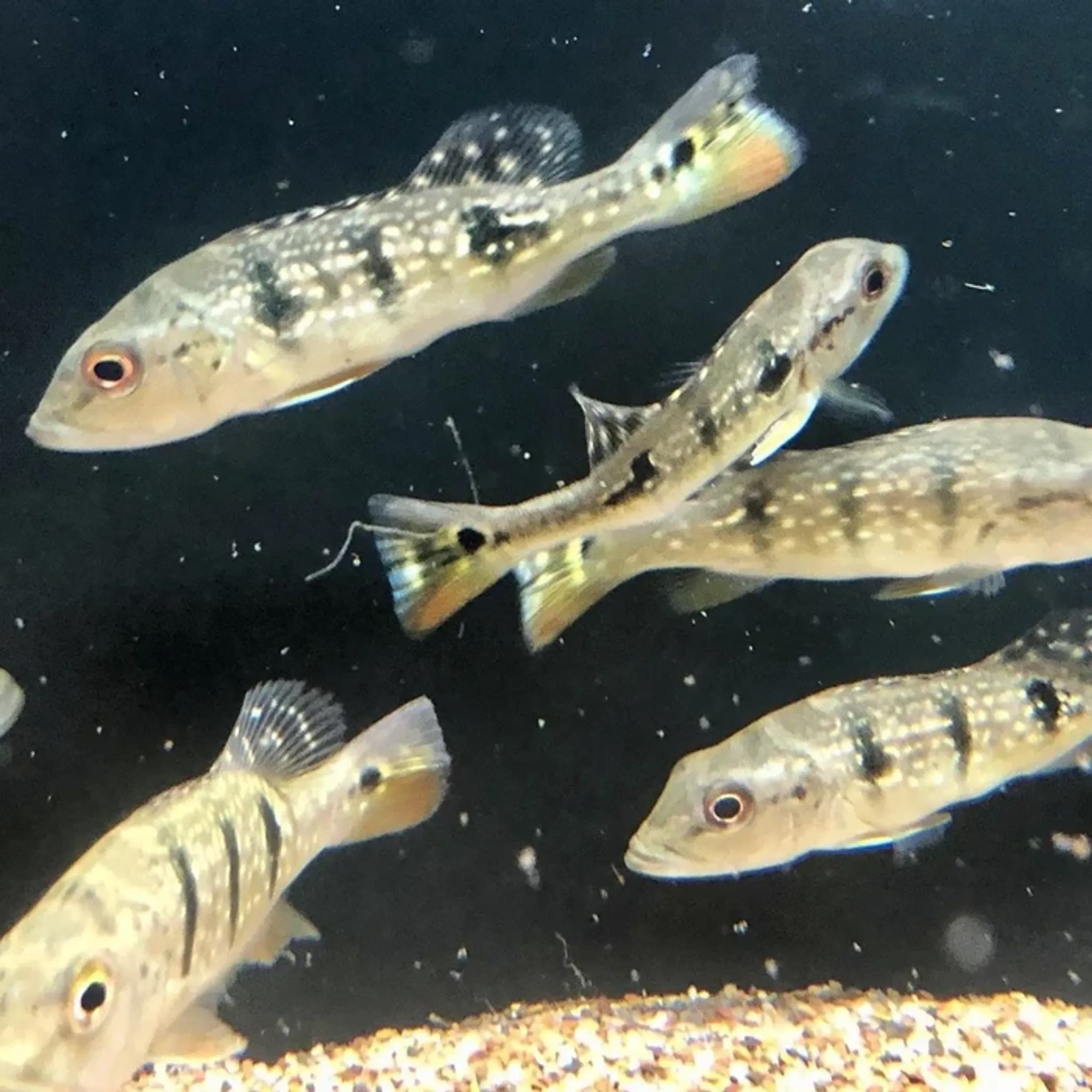 Brokopondo Peacock Bass