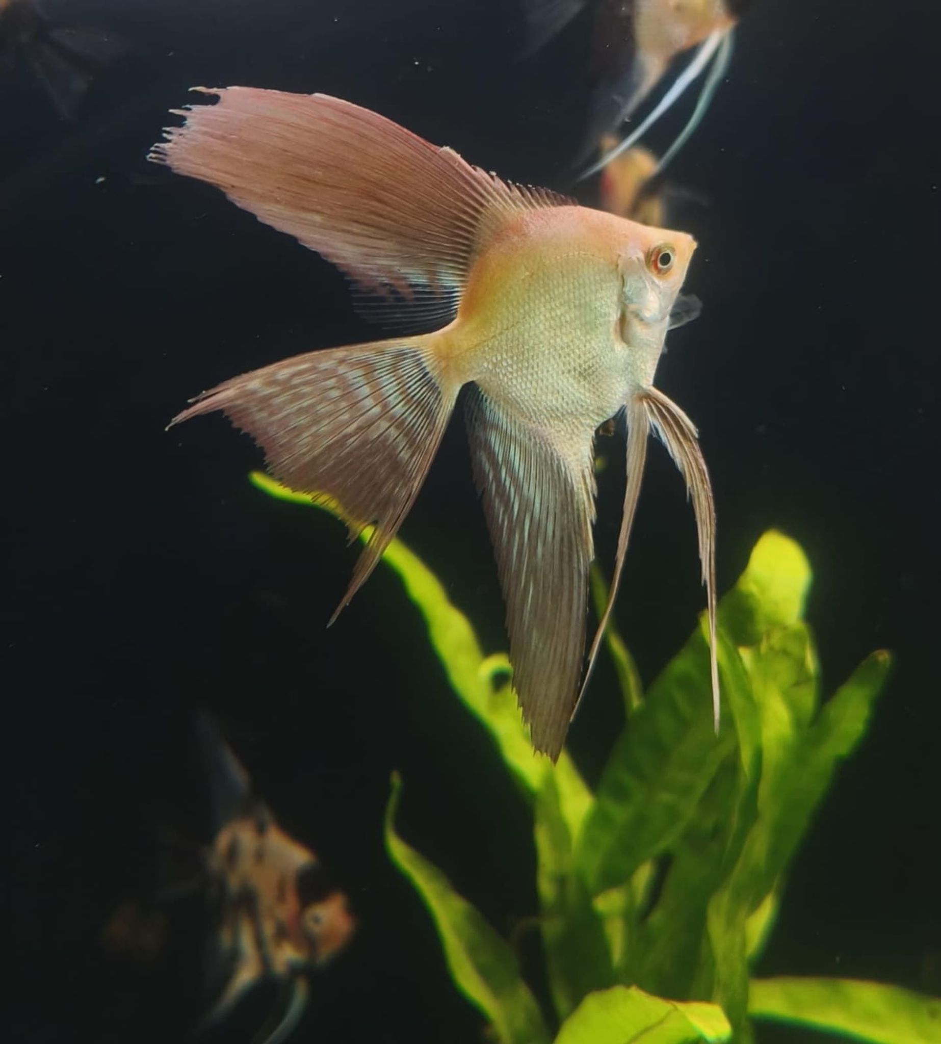 Bulgarian Seal Point Veiltail Angelfish